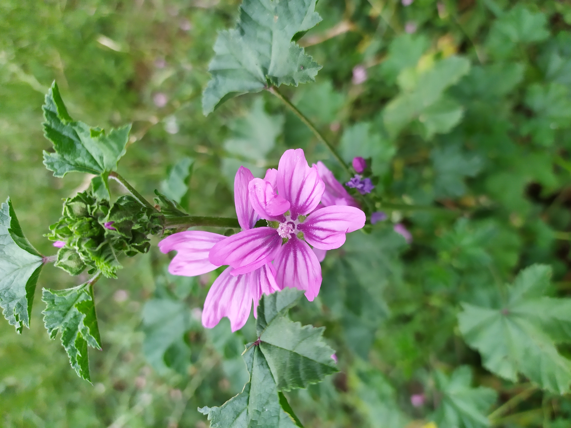 A close-up, vertical shot captures a cluster of pink, five-petaled flowers with dark purple veins against a blurred green background of foliage. The flowers are prominently displayed in the center of the frame, with one bloom open and several buds clustered above it. The leaves are broad and green, with serrated edges. The scene appears to be an outdoor natural setting, possibly a garden or meadow. The location is stated as Mirzamammadgishlag, Azerbaijan.