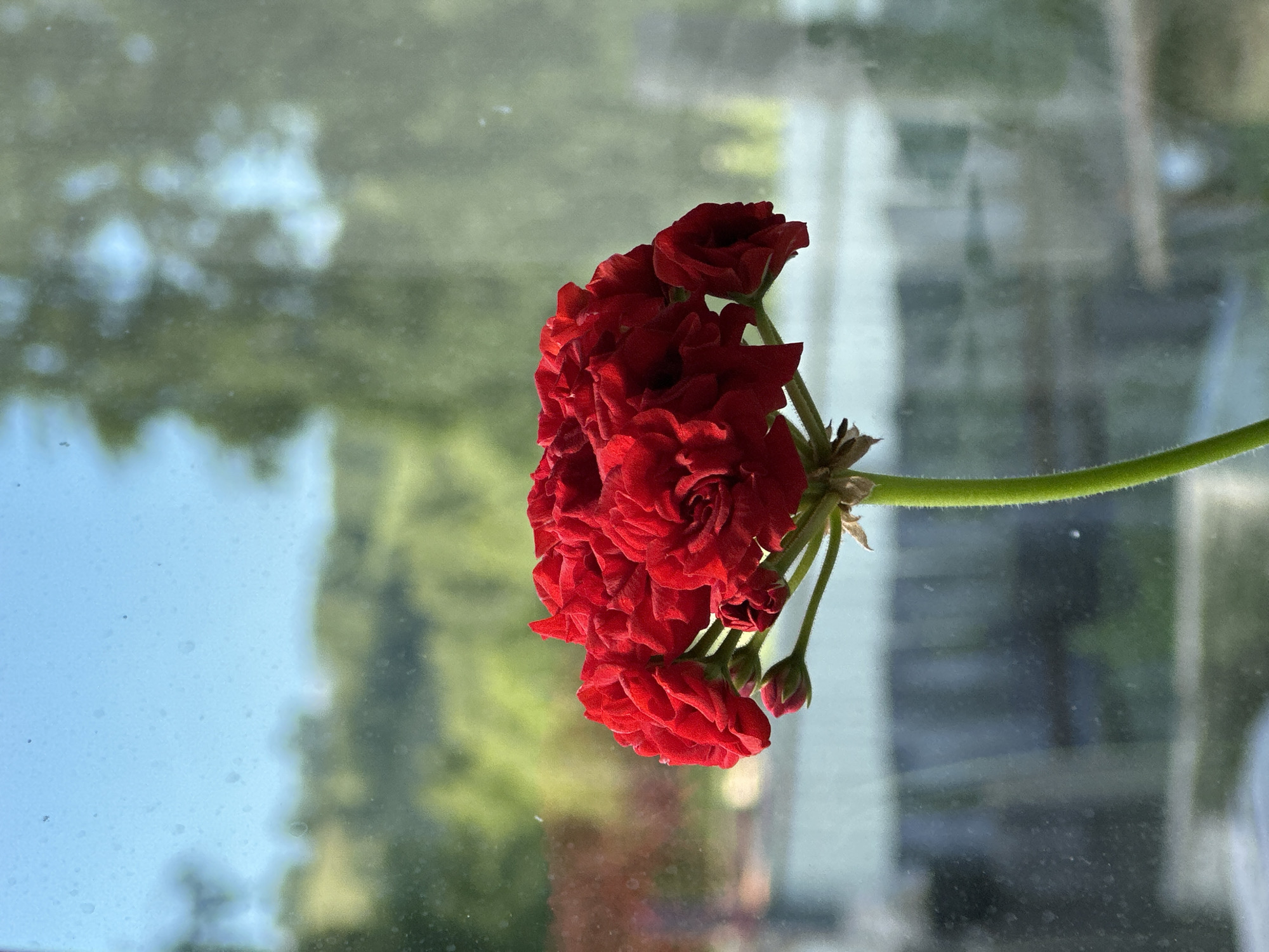 This media file is a close-up, vertically oriented photograph of a cluster of bright red flowers, likely geraniums, with a green stem. The flowers are in full bloom, with many layered petals, and there are a few small, closed buds visible. The background is out of focus, suggesting the photograph was taken through a window.
The background shows a soft, diffused light with hints of green from foliage and possibly some blue sky. There are also abstract shapes and muted colors that could be reflections or distant structures. The overall lighting suggests it is daytime, possibly mid-morning or afternoon, given the brightness and the dappled nature of the background light. There are no people or specific activities depicted. The focus is entirely on the vibrant red flowers, creating a sense of natural beauty and perhaps tranquility. The condition of the background suggests the window might have some dust or water spots, but this is not a prominent feature. No text is visible in the media file.