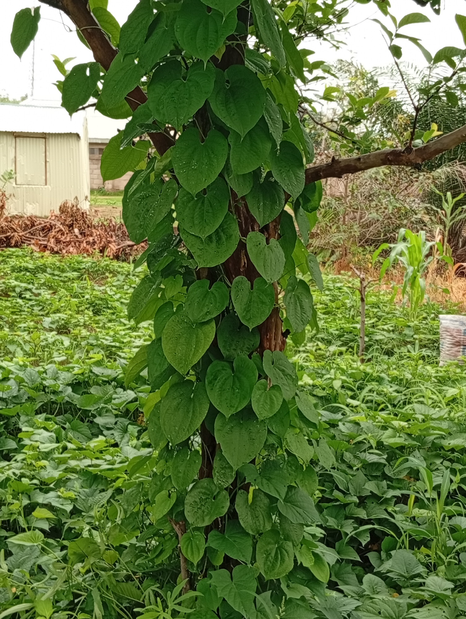 The image depicts a dense green vegetation area with a prominent tree trunk covered in ivy, located in Jalingo, Nigeria. The ivy leaves are heart-shaped and glossy, with visible water droplets, suggesting recent rain. In the background, a light-colored building with a corrugated iron roof and a single window is visible. Further back, a field of green plants, possibly crops, stretches across the landscape, interspersed with some dry, brown foliage and a young cornstalk. The overall impression is one of a rural or semi-rural setting, likely a farm or garden on a cloudy day.