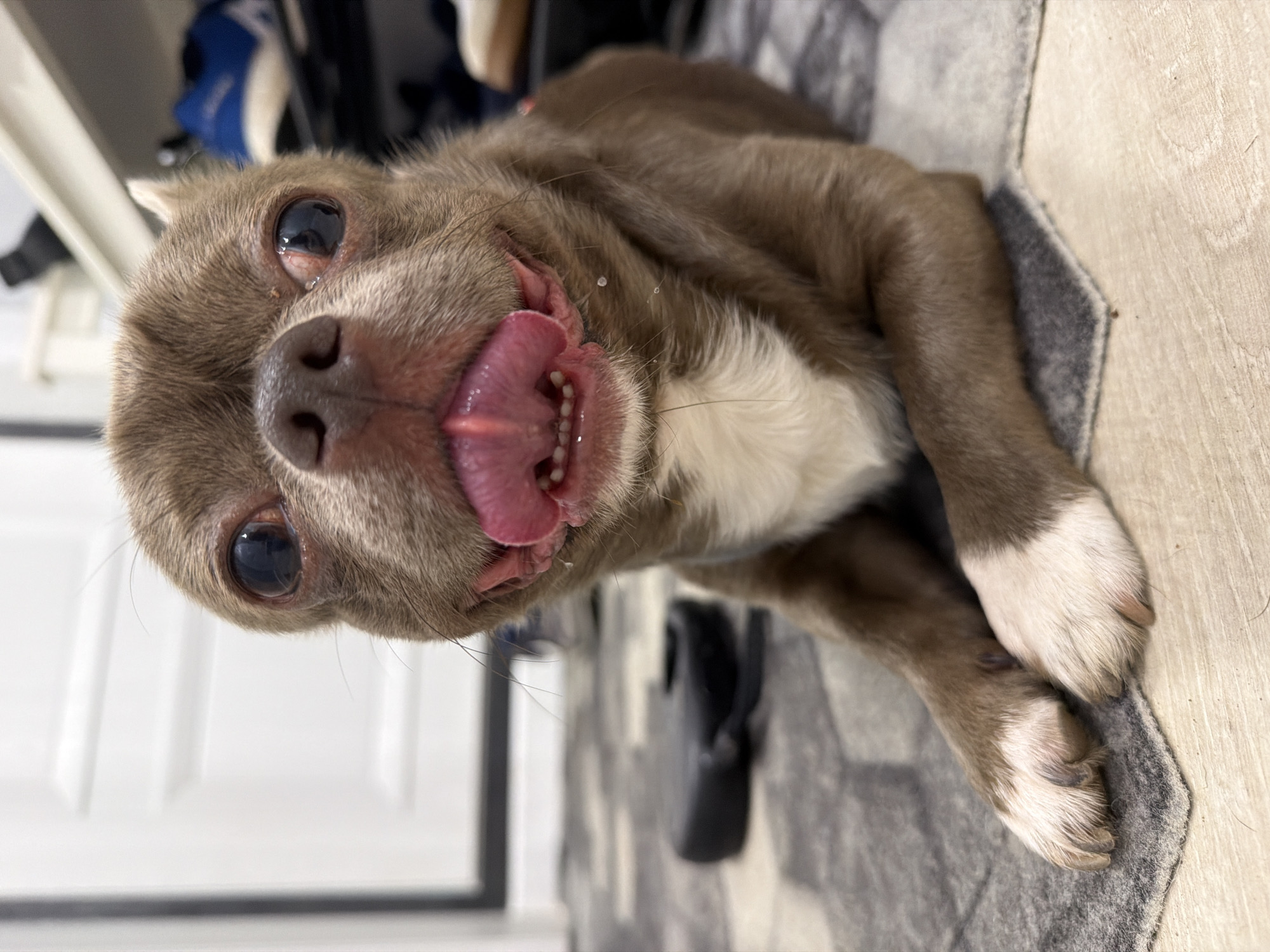 A light brown and white dog, possibly a Chihuahua, is depicted lying down indoors, positioned vertically in the frame. The dog's head is tilted towards the viewer, featuring wide, dark eyes and a large pink tongue fully extended from an open mouth, revealing small teeth. Several small, clear drops, possibly saliva or water, are visible on the dog's fur around its mouth and on its chest. The dog has white fur on its chest and paws. It is resting on a grey patterned rug or mat that partially covers a light wooden floor. The background is softly blurred, showing a white door or wall on the left, and various household objects, including a blue and white item and a dark object, further in the distance. The dog's expression appears playful and lively. The scene suggests a daytime indoor setting, consistent with a home environment in Votkinsk, Russia. No text is visible in the image.