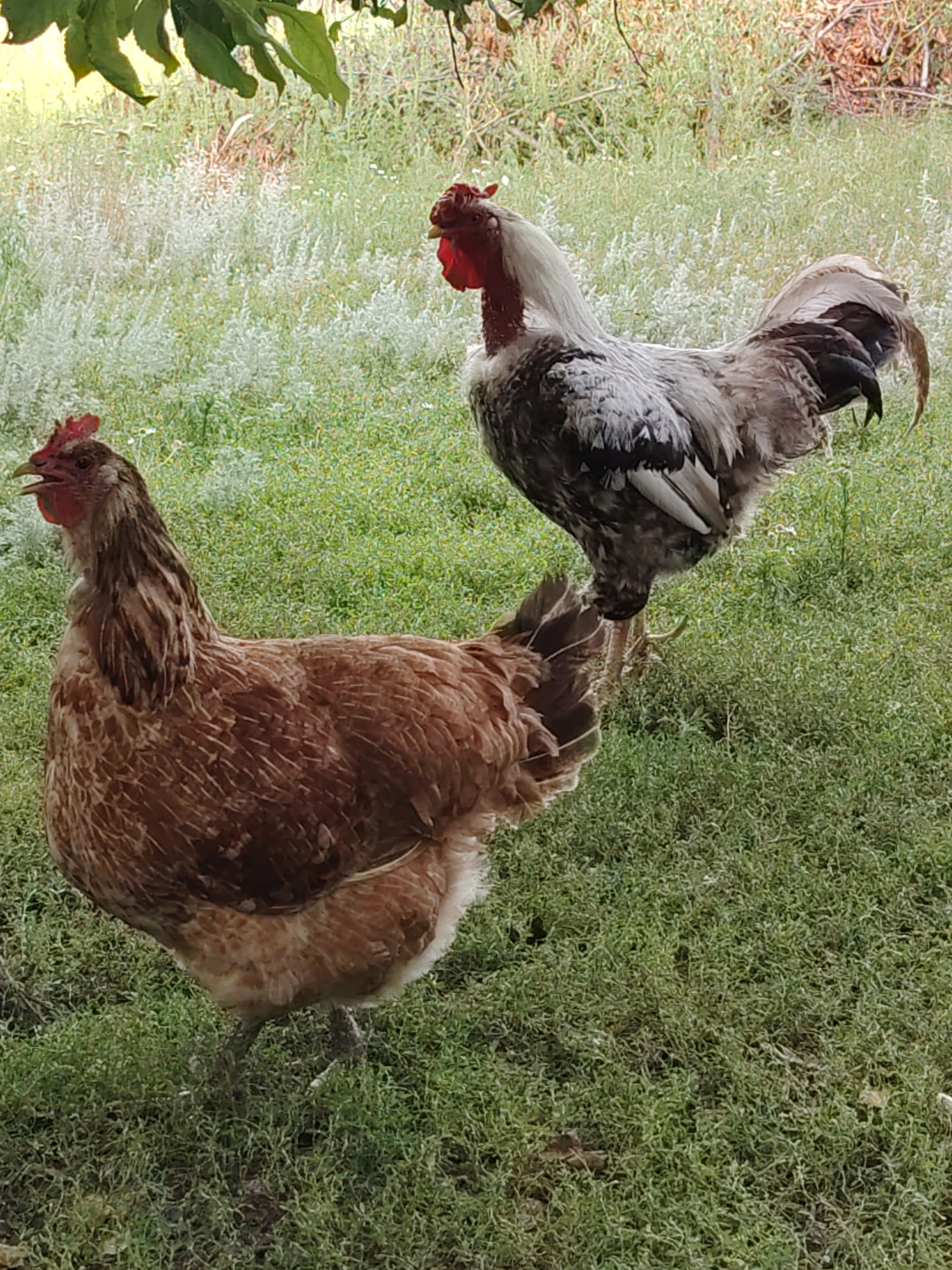 The image depicts two chickens on a grassy area, likely a yard or field, with some foliage overhead and in the background. In the foreground, a brown hen stands facing left, with its beak open. Behind and to the right of the hen, a rooster with a bare red neck stands facing right, its body mostly visible. The rooster has gray and white plumage on its body and tail feathers. The background consists of green grass and some lighter-colored, feathery plants. The scene appears to be outdoors during daylight. The location is identified as Volokonovka, Russia.