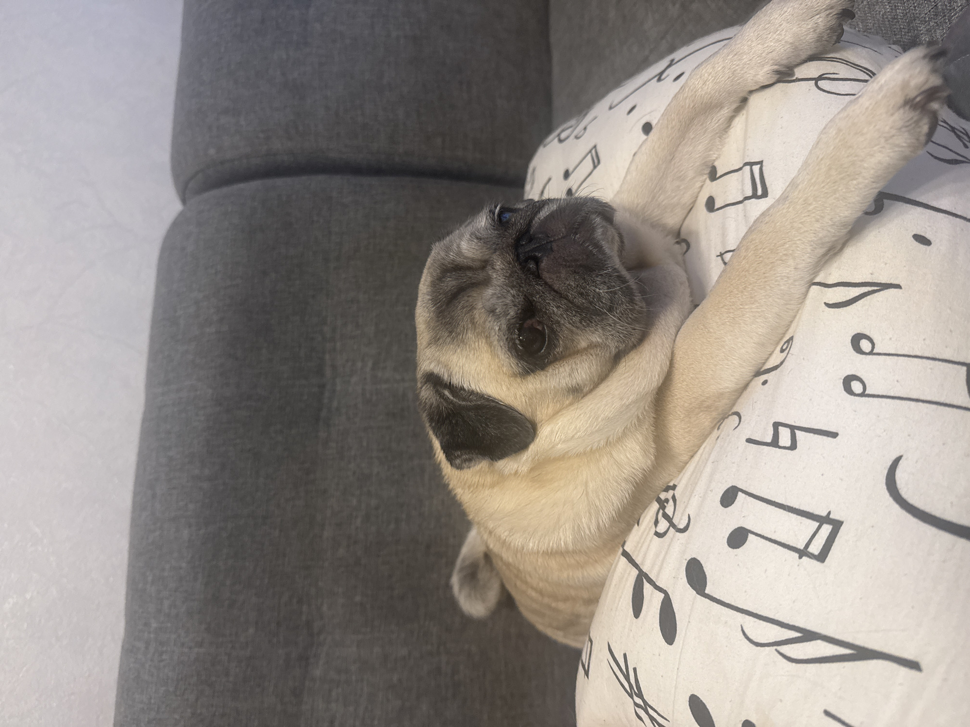 A light-colored pug dog is lying on a pillow with a musical note pattern. The pillow is on a gray sofa. The dog is facing towards the right side of the image, with its front paws extended. The pug has a wrinkled face, dark eyes, and black ears. The background shows the textured gray fabric of the sofa. The image appears to be taken indoors.