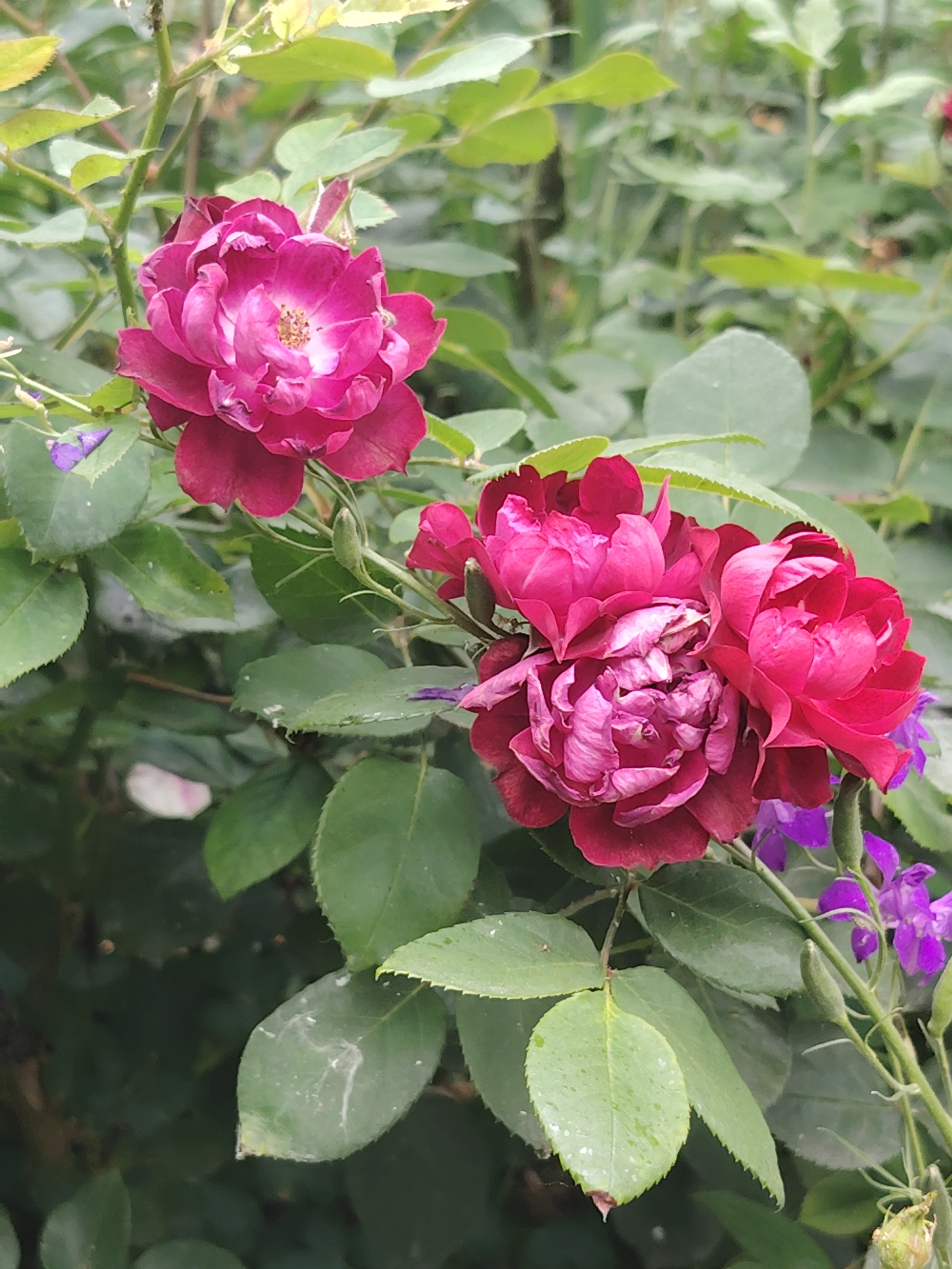 The media file is a close-up, vertical shot of several blooming dark pink and deep red roses, with some smaller purple flowers visible in the background. The roses are the primary subjects, clustered together on a branch with green leaves. One rose on the left is fully open, revealing its light pink center and numerous petals. To the right, a cluster of three roses is more densely packed, with some petals showing signs of wilting. The leaves are a vibrant green and appear slightly damp, suggesting recent rain or dew. The background consists of a blur of more green foliage, indicating a garden setting. There are a few small, green buds on the rose stems, hinting at new growth. The lighting appears to be natural daylight, possibly overcast or in the shade, as there are no harsh shadows. The overall impression is one of natural beauty and the fullness of a garden in bloom. No people, text, or specific time of day are discernible. The context provided suggests this scene is in Rostov-on-Don, Russia.