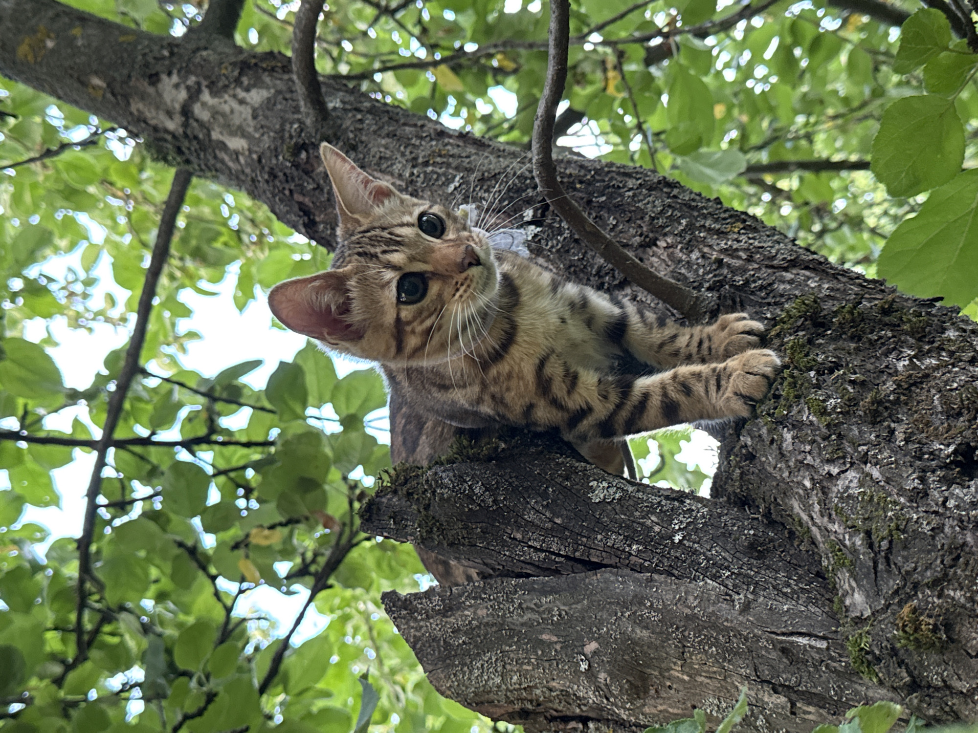 A young tabby kitten is perched on a thick, gnarled tree branch, surrounded by lush green foliage. The kitten is facing slightly to the right, with its large, dark eyes looking off into the distance. Its fur is a mix of brown and black stripes, characteristic of a tabby pattern. The kitten's paws are resting on the bark of the tree, and its body is positioned as if it is about to jump or climb further. The background consists of the tree's canopy, with dappled sunlight filtering through the leaves. The scene appears to be outdoors, in a natural setting. The image does not contain any elements that would allow for the identification of a specific location in the city of Rzhev, Russia.