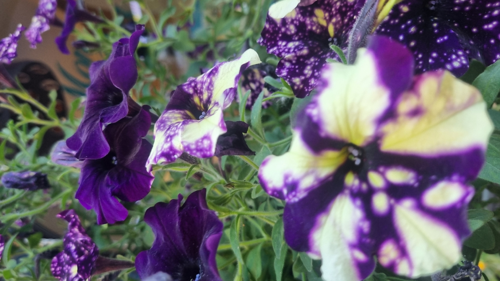 A close-up, slightly angled photograph captures a cluster of petunia flowers in bloom. The petunias display a striking bicolor pattern of deep purple and creamy yellow, with some flowers featuring speckled patterns of white or light yellow on a dark purple background. The foreground flower, in sharp focus, showcases the vibrant purple and yellow variegation, with its delicate petals unfurling. Several other petunia blooms, some in focus and others slightly blurred, are visible in the midground and background, interspersed with green foliage. The overall impression is one of a lush, floral display. No specific location in Kyiv, Ukraine, can be determined from the image itself.