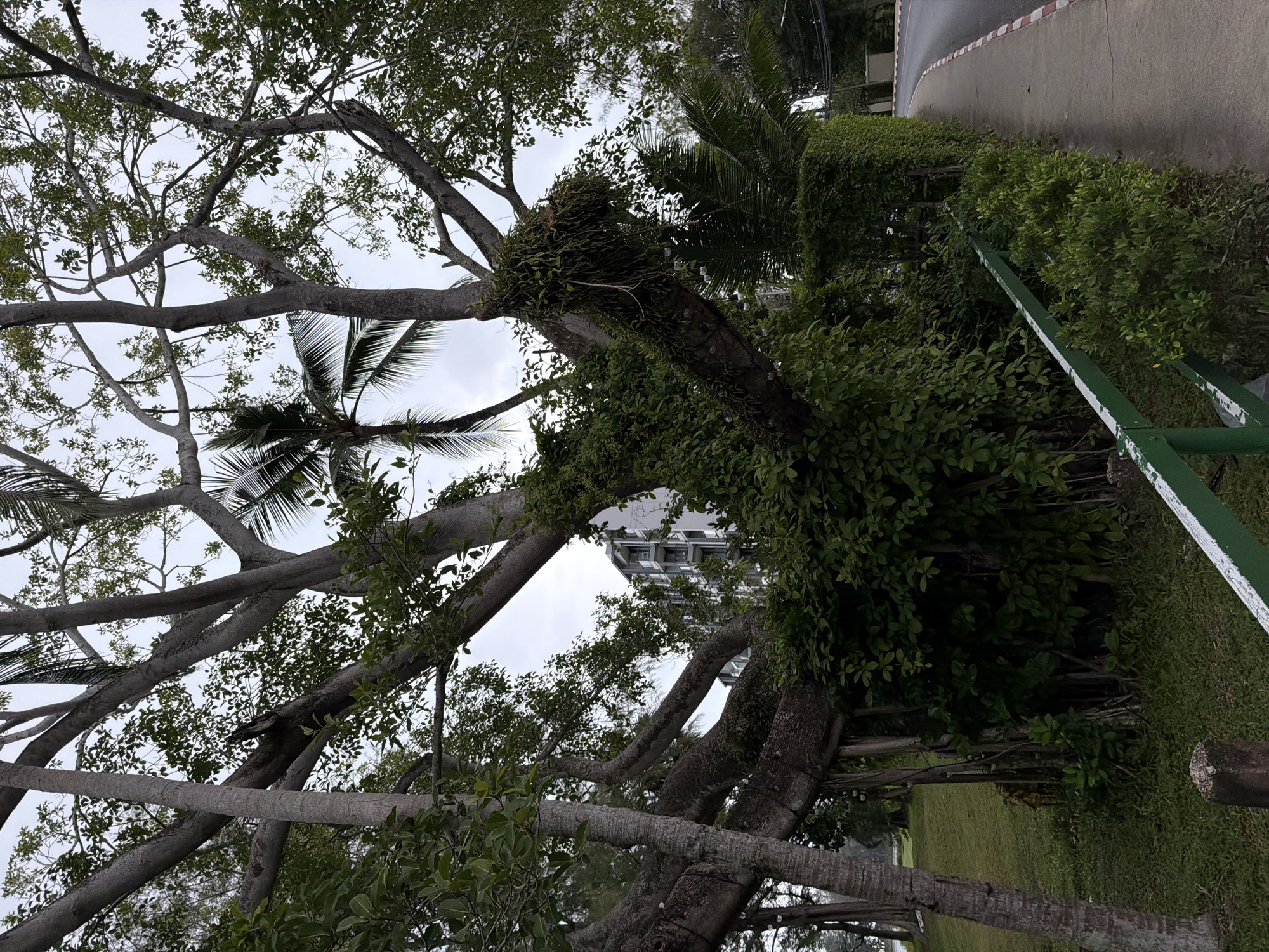 The image depicts an outdoor scene with lush vegetation and a building in the background. A large, gnarled tree with thick branches dominates the foreground, its canopy extending across a significant portion of the frame. The leaves are a vibrant green, and some of the branches are draped with vines and other epiphytic plants. Amongst the branches, a palm tree frond is visible, suggesting a tropical or subtropical climate.
In the middle ground, a modern building with multiple levels and a distinctive facade can be seen peeking through the foliage. To the right of the tree, a neatly trimmed hedge forms a dense green wall. Beyond the hedge, a paved surface, possibly a road or walkway, is visible, bordered by a white and red line. A green metal railing with white accents runs along the edge of the paved area, hinting at a public space or a pathway.
The ground beneath the trees is covered with green grass, and the overall impression is one of a well-maintained park or garden area adjacent to a developed space. The sky appears overcast, suggesting it might be a cloudy day, possibly with diffused light. No people are visible in the image, and the scene appears serene and tranquil. The style of the building and the presence of palm trees are consistent with a location in Choeng Thale, Thailand, a region known for its tropical climate and resorts. There is no visible text in the image.