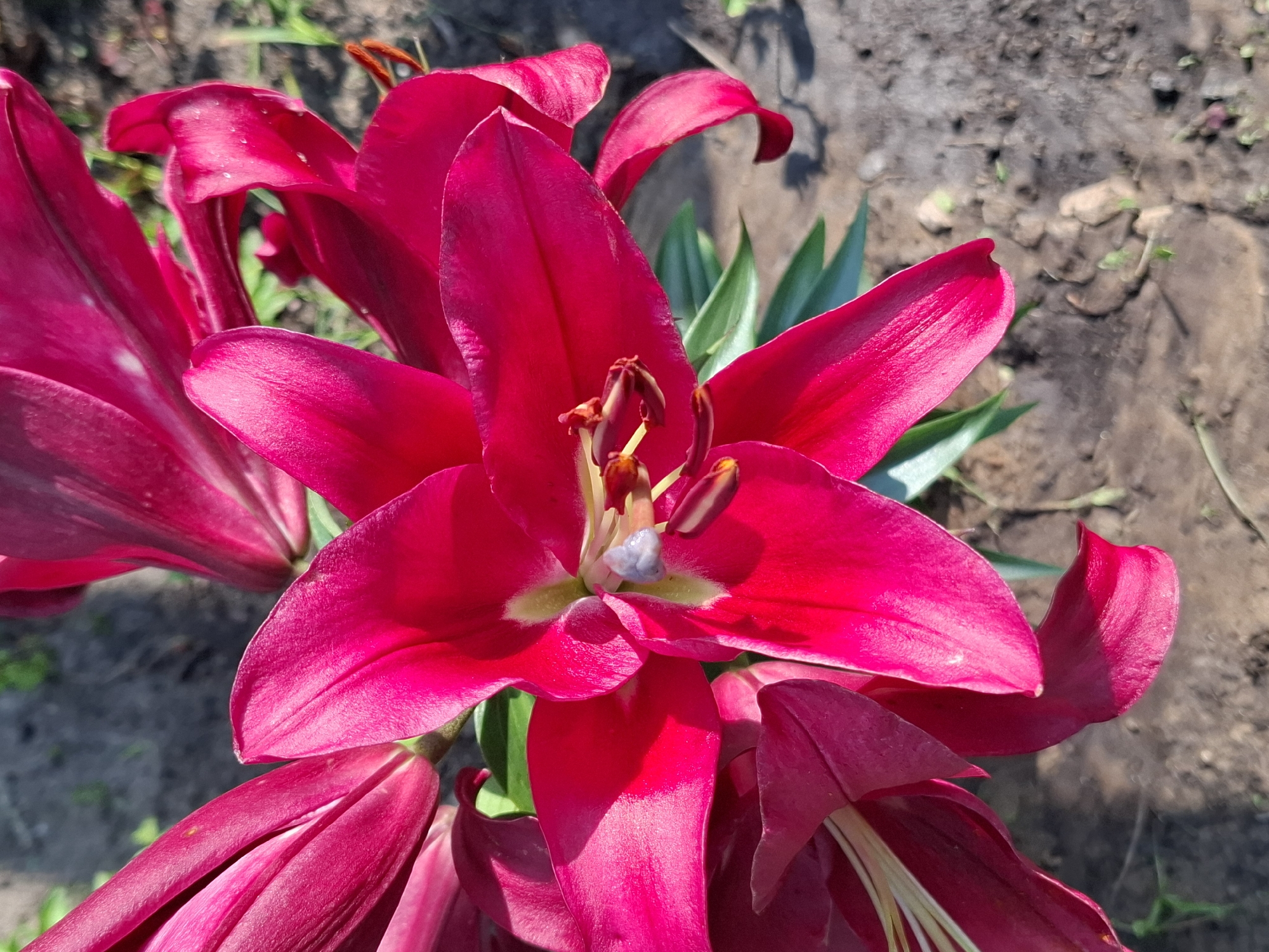 A close-up, high-angle, outdoor shot shows a vibrant red lily flower with large, open petals. The lily is in focus, with the foreground and midground dominated by its rich red hue. The flower's stamens, tipped with brown anthers, are visible in the center. The background is out of focus, revealing dark soil and some green foliage, suggesting it is planted in a garden. The lighting indicates it is daytime, with bright sunlight casting shadows. The exact location of "Unknown, Unknown" is not specified in the image.