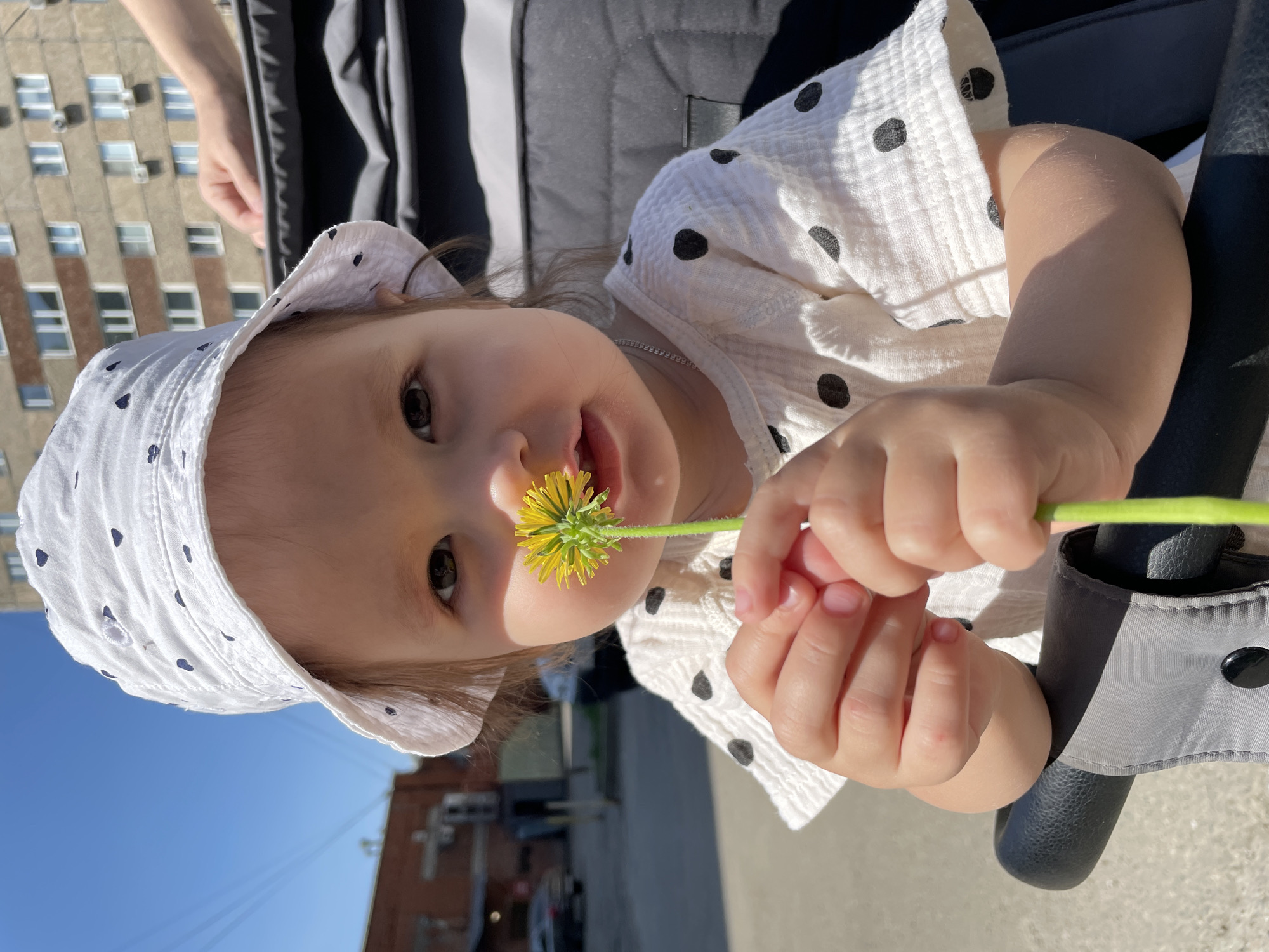 A baby girl with brown hair wearing a white hat with black polka dots and a white polka dot dress is holding a dandelion flower to her nose. She is sitting in a stroller. The background shows an urban environment, including a building with multiple windows. The photograph was taken in Izhevsk, Russia.