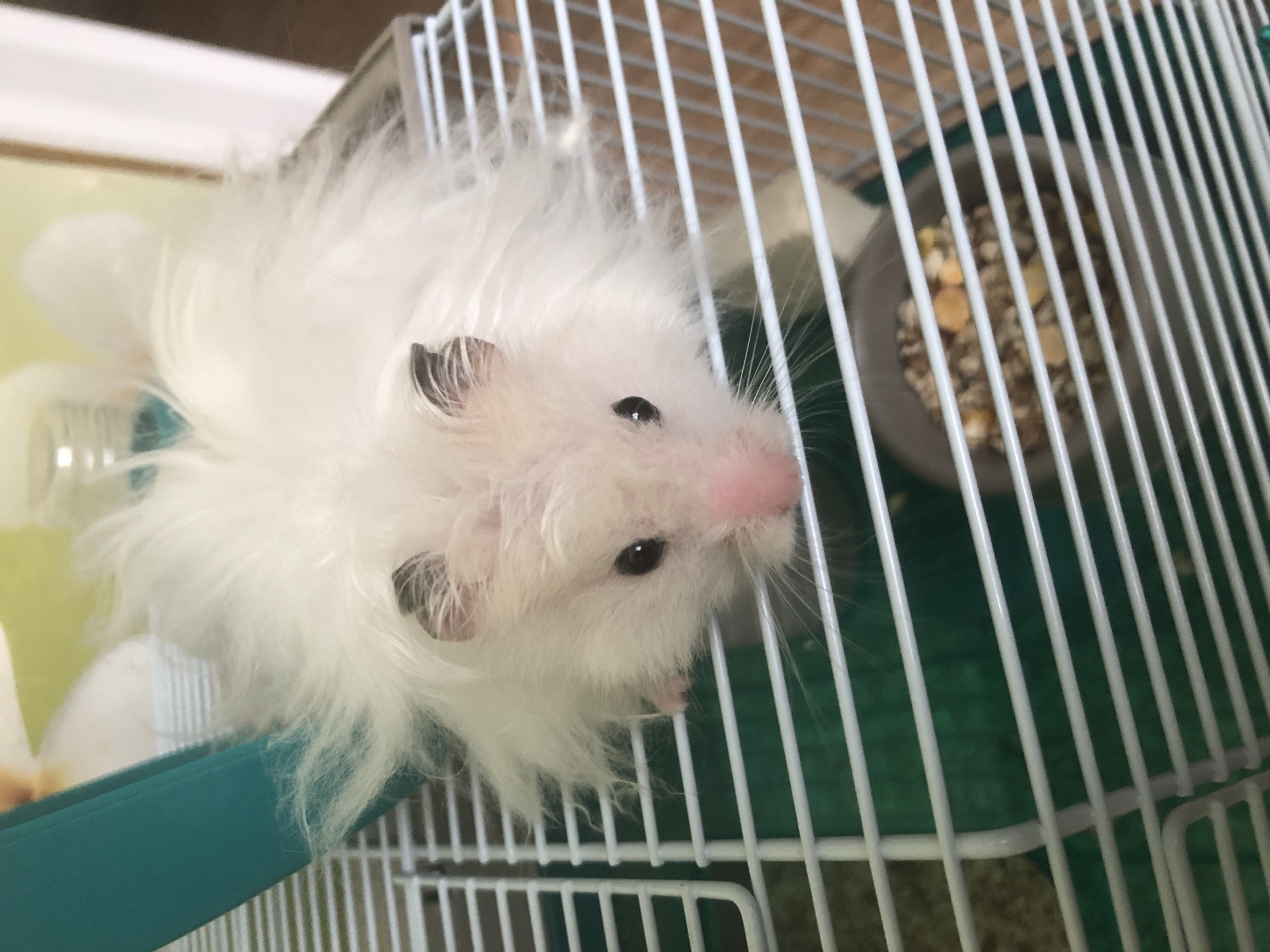 A fluffy white hamster with dark eyes and a pink nose is peering over the edge of a white wire cage. The hamster's fur is long and fluffy, giving it a somewhat disheveled appearance. It is lying on its stomach, with its front paws visible on the cage bars. The cage has a green plastic base and a turquoise-colored tube or ramp on the left side. A bowl of hamster food, consisting of seeds and pellets, is visible in the lower right portion of the cage. The background is blurred and out of focus, but appears to be an indoor setting with a pale yellow wall and possibly a door or furniture. The image is taken from a slightly high angle, looking down at the hamster. The location of this image is unknown.