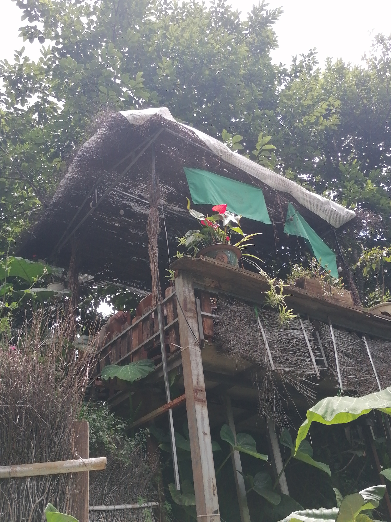 This is a medium shot of a rustic, multi-level structure, likely a gazebo or treehouse, nestled within a dense, leafy environment, potentially a garden or wooded area, in Da Lat, Vietnam. The structure's roof is made of thatch, covered in parts by white plastic sheeting. Green fabric banners are draped from the roof, adding a splash of color.
The main subject is the structure itself, which appears to be constructed from a mix of natural materials like bamboo and wood, with metal supports visible. Various plants, including potted flowers with red blooms and large-leafed plants, are integrated into the scene, some growing on the structure's ledges and others in the surrounding foliage.
A partial human figure, with skin tone suggesting it could be an adult, is visible within the structure, leaning forward and seemingly observing something. Their hands are visible, resting on the wooden railing of the structure.
The environment is lush and green, with trees and branches forming a canopy overhead, suggesting a natural or semi-natural setting within the city. The lighting suggests it's daytime, possibly overcast, as the light is diffused and there are no harsh shadows. The overall impression is one of a secluded, nature-integrated dwelling or recreational space.