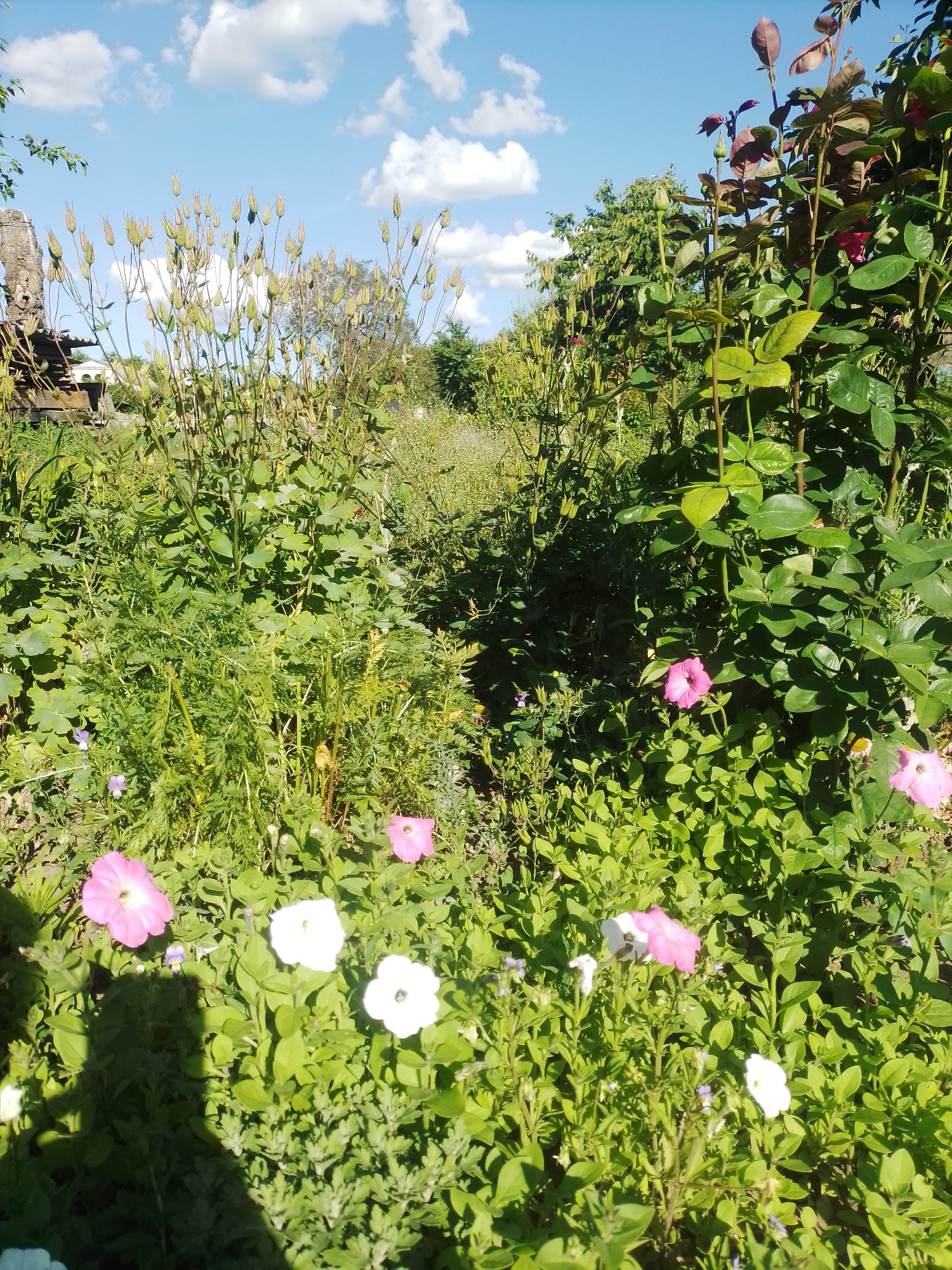 A sunny, eye-level outdoor shot captures a lush garden area in Ustyvytsia, Ukraine. The foreground is dominated by various green plants and foliage, interspersed with a scattering of pink and white petunias. A prominent shadow of a person, cast from the left, falls across the lower portion of the image. Behind the petunias, taller green plants with seed pods rise towards the sky. To the right, a rose bush with dark green leaves and a few developing red buds and flowers stands tall. In the background, more greenery and trees create a sense of depth. The sky above is a clear blue, dotted with fluffy white clouds.