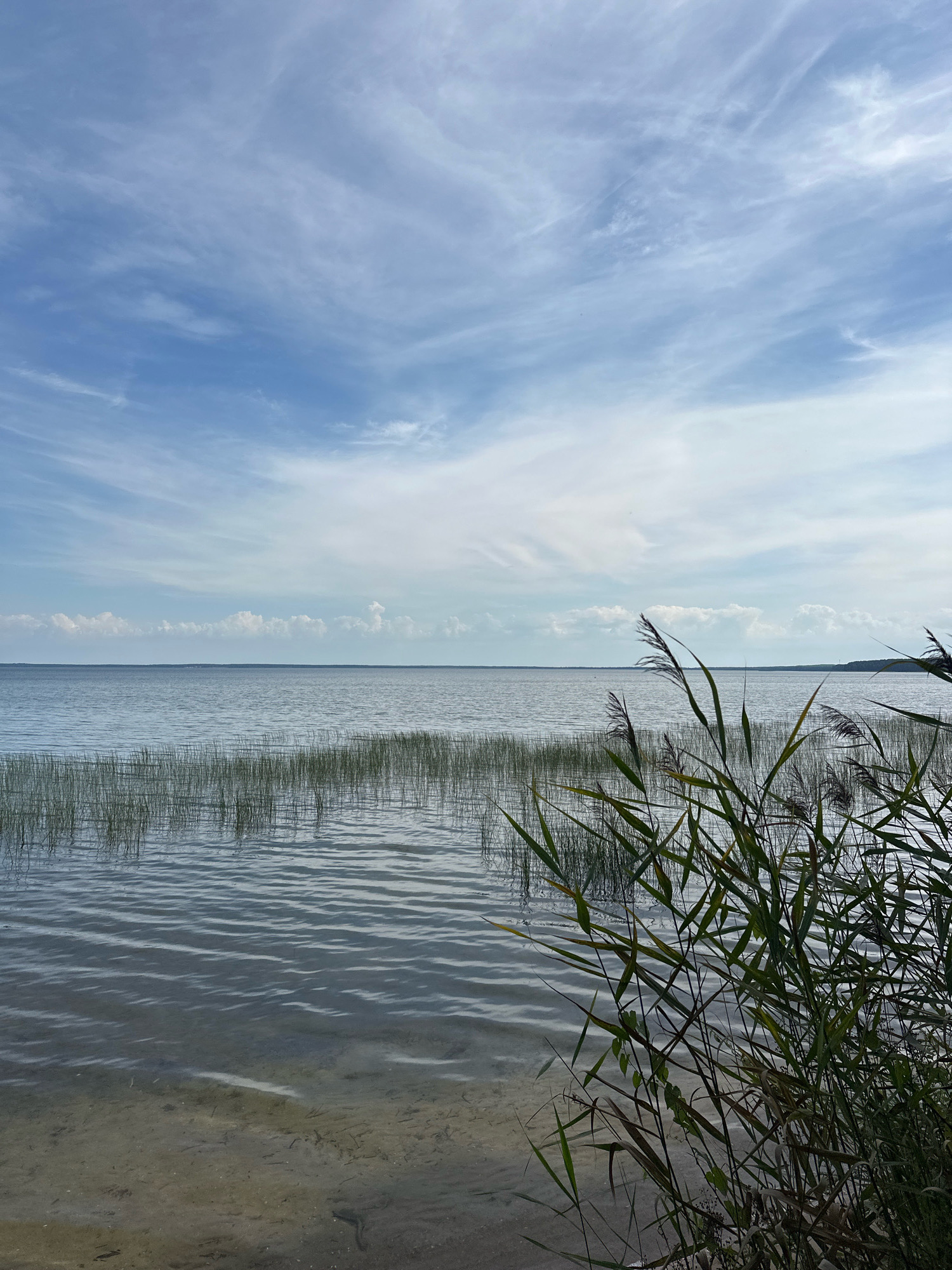 The image depicts a serene natural landscape with a body of water, reeds, and a cloudy sky. The foreground features the sandy bottom of the shallow water with some debris. Tall reeds line the edge of the water, with some of them obscuring parts of the view. In the midground, a line of shorter reeds stands in the water, creating a textured line across the scene. The vast expanse of the water stretches to the horizon, meeting a sky filled with a mix of wispy and more defined clouds. The location is identified as Нарацкі сельскі Савет, Belarus. There are no people or animals visible in the image, and no actions or interactions are taking place. The environment is calm and tranquil, suggesting a peaceful natural setting.