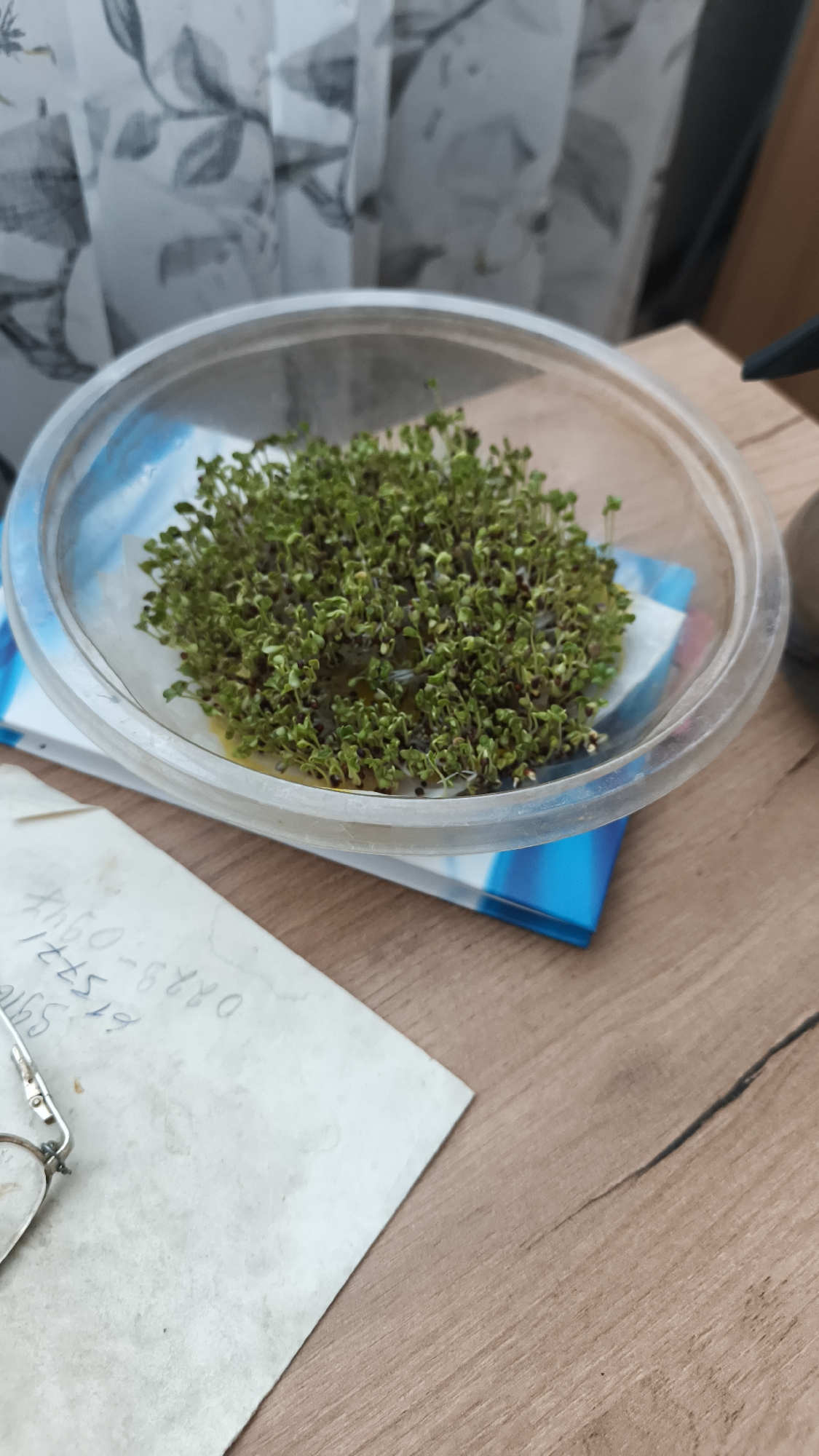 A close-up, eye-level shot shows a clear, shallow plastic bowl filled with a dense cluster of green microgreens. The microgreens are growing on a white paper towel which is slightly yellowed and moist, resting inside the bowl. The bowl itself is transparent and sits on a blue and white cardboard insert. To the left of the bowl, on a wooden surface, is a piece of aged, off-white paper with handwritten text in blue ink. The text is partially obscured and difficult to read, but appears to be a series of numbers and letters, possibly an order number or address. A pair of eyeglasses with thin metal frames is also visible on the paper. In the background, a light-colored curtain with a floral pattern is visible, and beyond that, a dark object, possibly a computer monitor or other electronic device, is partially seen on the right side of the frame. The overall setting suggests an indoor environment, possibly a desk or table. There is no discernible location in the city of Vladimir, Russia.