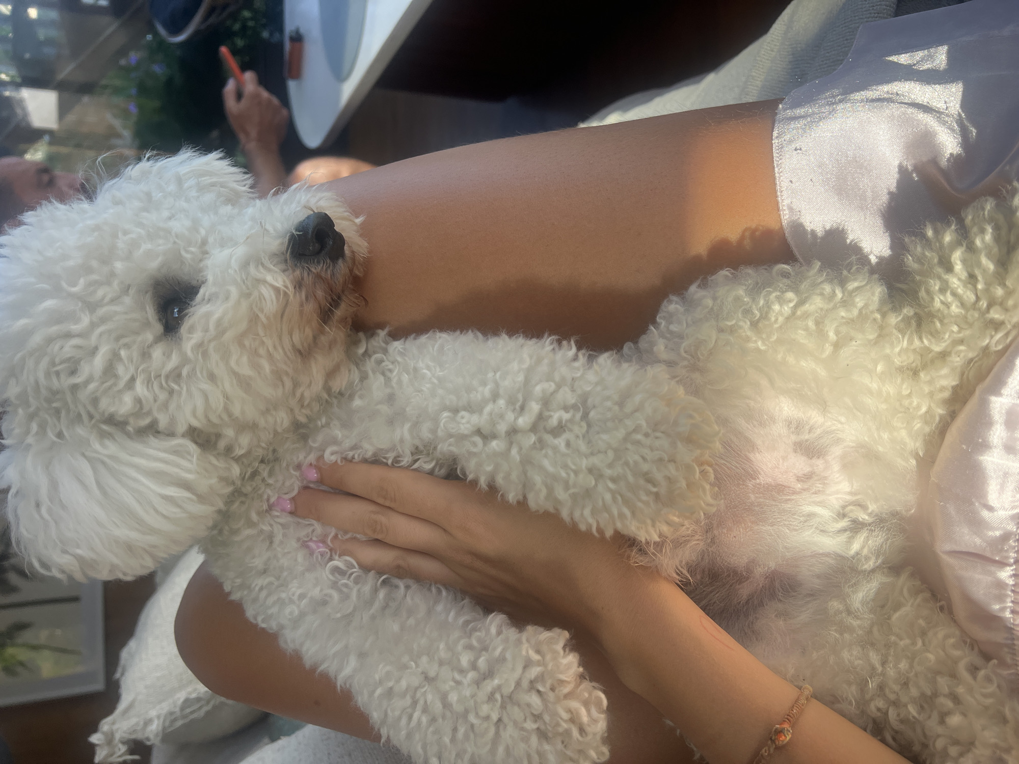 In a sunlit outdoor setting, a person's lap holds a fluffy white Bichon Frise dog. The dog is positioned on its back, with its head resting on the person's upper thigh, facing slightly to the right. Its dark eyes are partially closed, and its snout is pointed downwards. The person's left hand, with its nails painted a pale pink, is gently resting on the dog's chest and neck. A thin, woven bracelet with orange beads adorns the person's wrist. The person is wearing a light purple, satin garment. In the background, a white table and chairs are visible, along with blurred figures and foliage, suggesting a relaxed outdoor gathering or cafe. The scene evokes a sense of calm and intimacy between the person and their pet. The image does not contain any specific elements that can be used to determine its location in Kediri, Indonesia.