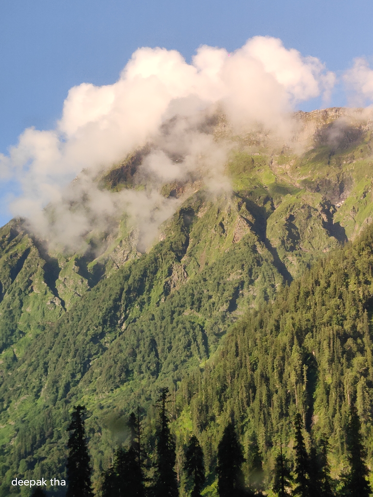 The image depicts a mountainous landscape in Burwa, India. In the foreground, a dense forest of tall, dark green conifer trees stretches across the lower part of the frame. Silhouettes of these trees are prominent against the lighter green slopes of the mountains behind them. The mountains themselves are steep and covered in lush green vegetation, with rocky outcrops and deep ravines visible. Wispy white clouds drift across the upper slopes of the mountains, obscuring some of the rocky peaks. Above the mountains, a bright blue sky is visible, with larger, fluffy white clouds tinged with pink and yellow, suggesting either sunrise or sunset. A watermark reading "deepak tha" is visible in the bottom left corner of the image. There are no people or discernible actions depicted in the scene.