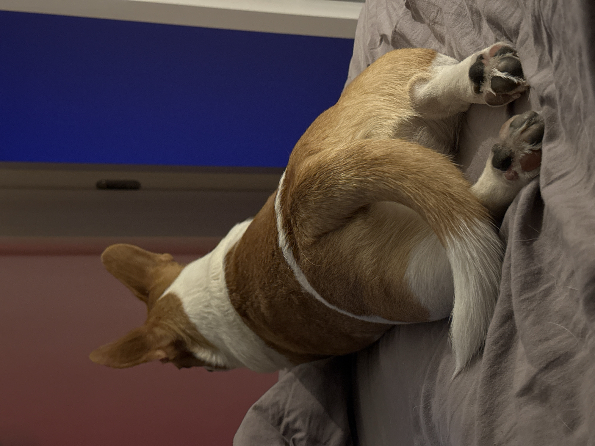 The image captures a dog, likely a Corgi or a similar breed, lying down in an indoor setting. The dog's body, primarily tan with distinctive white markings on its chest, a stripe along its side, and a white-tipped tail, occupies the right and center portions of the frame. It appears to be resting or asleep on a crumpled, greyish-brown fabric, possibly bedding or a blanket. Its hind paws, featuring dark pads against white fur, are visible, curled towards the right.
In the background, to the left of the dog, is a large, dark blue rectangular area, which could be a screen, monitor, or a window with a dark blind or curtain. Below this blue area, a light-colored horizontal frame or ledge is visible, with a small, dark, elongated object positioned centrally on it. The lighting is soft, suggesting an indoor environment, potentially in the evening. The overall mood is one of peace and comfort. There is no visible text in the image. The provided location context for this scene is Moscow, Russia.