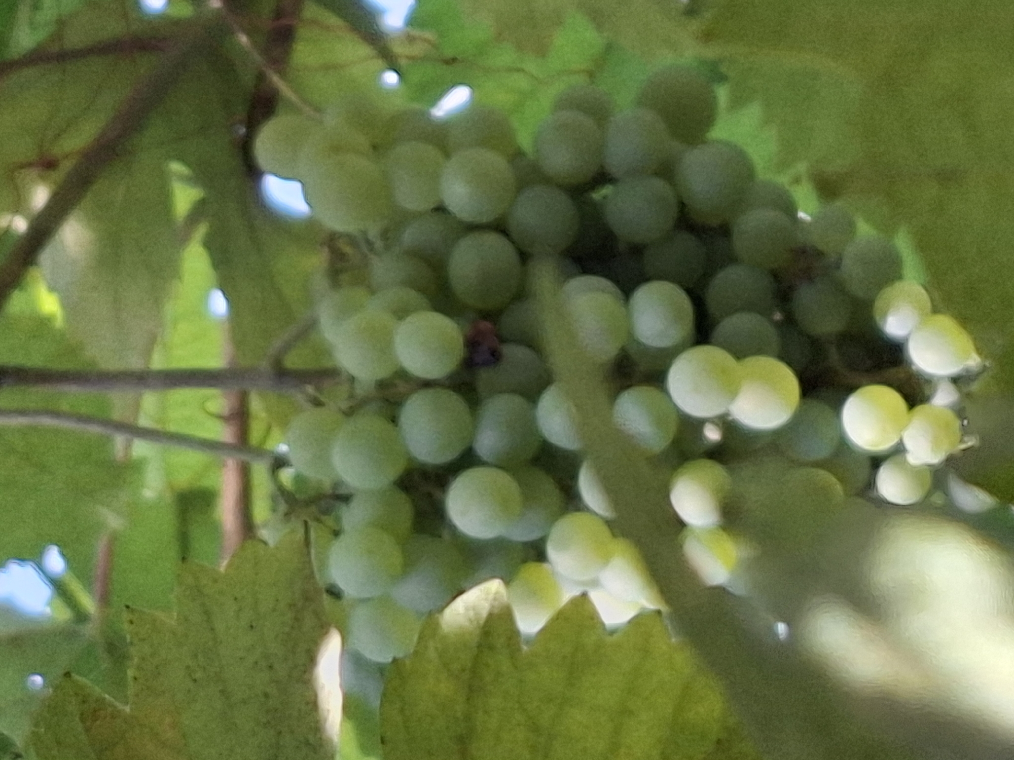 A bunch of pale green grapes hangs from a vine, partially obscured by large, green grape leaves. The grapes are clustered closely together, with some appearing slightly translucent and reflecting the sunlight. The background is a blur of green foliage and hints of blue sky. The image appears to be taken outdoors in a natural setting, likely a vineyard or garden. There are no people or animals visible in the frame. The scene is natural and serene, with a focus on the details of the grapes and leaves. There is no specific information within the image that can determine its location within the city of Almaty, Kazakhstan.