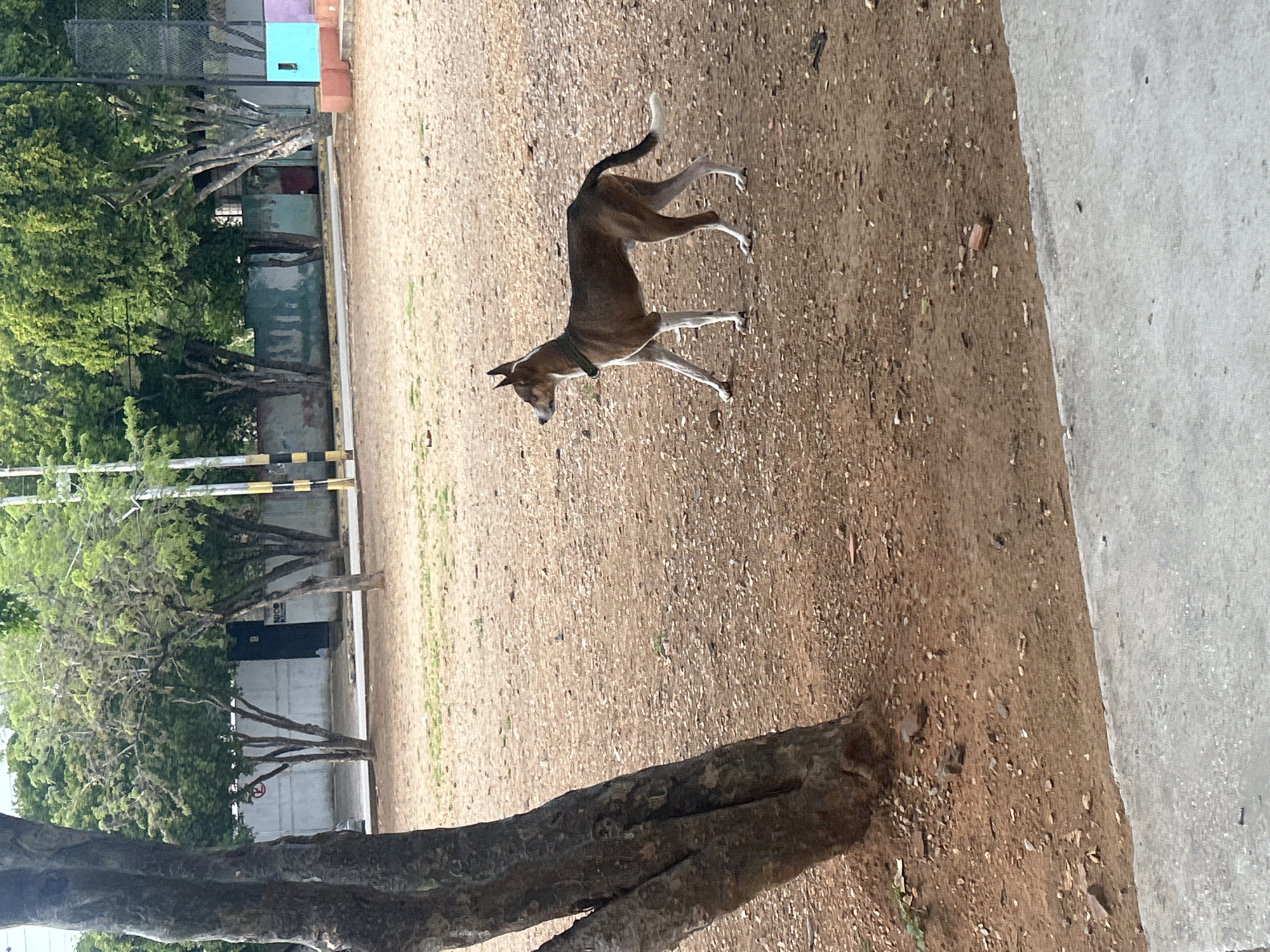 A medium-sized, slender dog with brown and white markings stands on a dirt and gravel area. The dog is facing left and is wearing a dark collar. In the background, there are trees with green foliage, a light-colored concrete wall, and a dark metal fence. There are also some colorful rectangular structures in the far background, one of which is bright turquoise. The ground is a mix of reddish-brown dirt, small stones, and some sparse green vegetation. A concrete walkway is visible in the foreground. The overall scene appears to be an outdoor public space, possibly a park or sports facility, in Santa Ana, Venezuela.