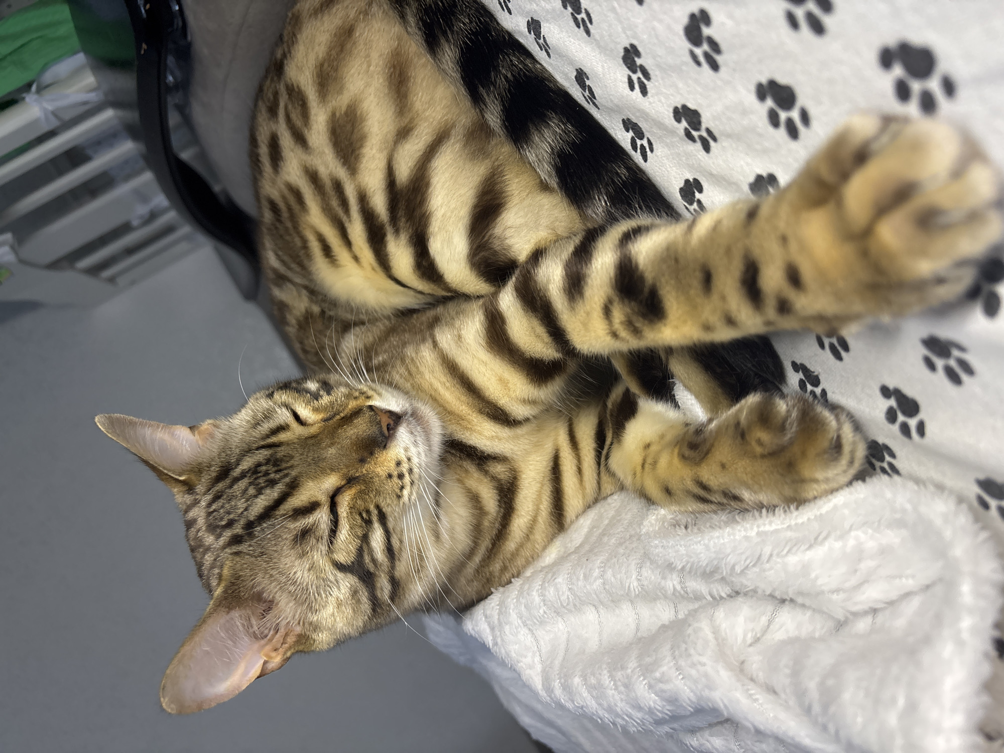 A Bengal cat with distinctive spotted markings is resting comfortably on a plush white blanket. The cat's eyes are closed, suggesting it is asleep or dozing. Its body is curled, and its paws are tucked in. The background includes a hint of furniture and what appears to be a crib or bed frame, possibly in a bedroom or nursery setting. The overall atmosphere is serene and domestic. The image location is stated to be Noviy, Russia.