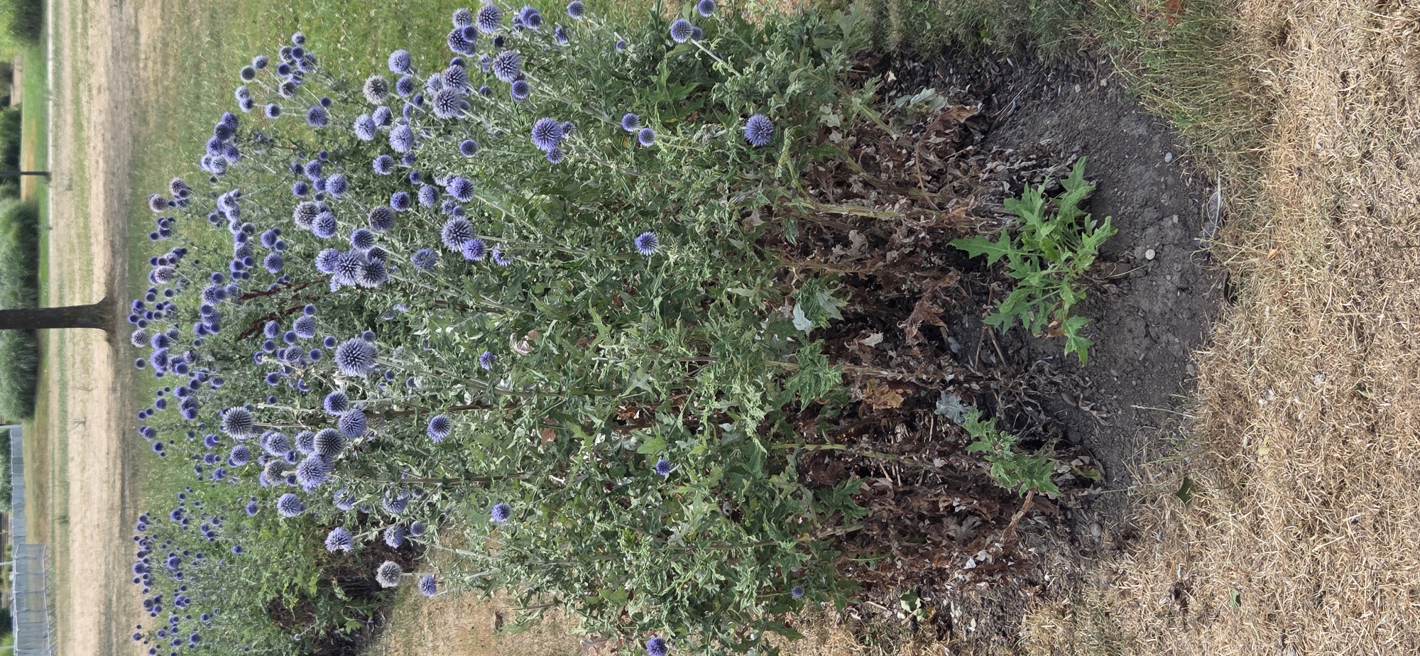 The image shows a close-up view of a large shrub with numerous round, spiky, blue flowers. The shrub is planted in a bed of dark soil, with dry, brown grass surrounding it. To the left of the shrub, a section of a tree trunk is visible, along with some greenery and a light-colored fence. The background shows a grassy field with visible striations, possibly indicating mown grass. The overall scene appears to be outdoors in a park or garden setting. The lighting suggests it is daytime, and the dry grass implies a warm or dry climate. There is no visible text in the image. The focus is on the dense clusters of blue, globe-shaped flowers, which are the dominant subject. The composition emphasizes the texture and color of the flowers and the surrounding vegetation.