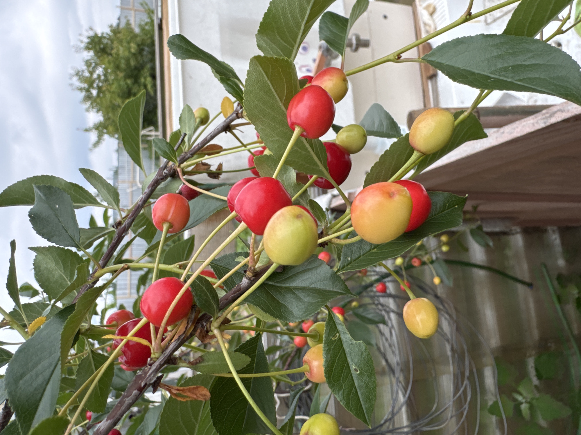 The image shows a close-up view of a cherry tree branch laden with cherries. The cherries are in various stages of ripeness, with some appearing green and unripe, while others are a vibrant red or a mix of red and yellow. The branch is covered in lush green leaves. In the background, a white structure, possibly a fence or a shed, is visible, along with some greenery and a cloudy sky. The setting appears to be outdoors, likely in a garden or orchard. There are no people or animals visible in the image. The image seems to be taken in Мичуринское, Russia, a city known for its fruit cultivation.