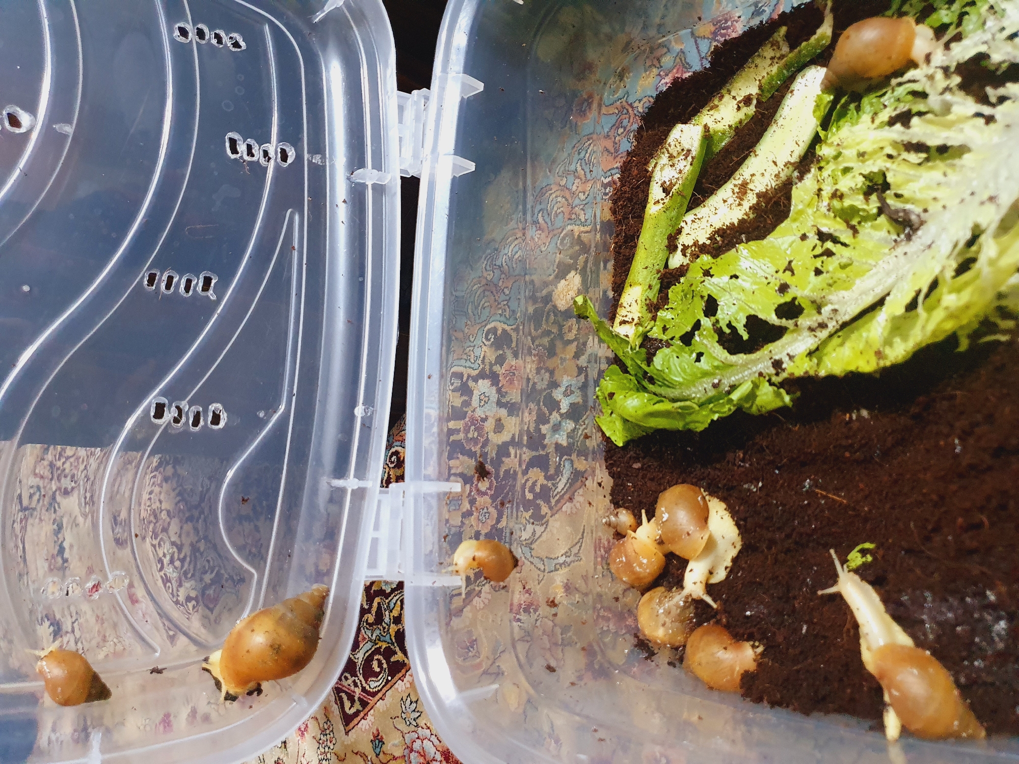 A top-down, medium shot captures a clear plastic container housing several snails and remnants of leafy greens. The container's lid, partially open and resting at an angle, reveals several oval ventilation holes. Inside, snails are visible on the moist, dark brown substrate and on the lid. Two snails are positioned on the inside of the lid, while more are scattered within the main body of the container, some clustered together, others moving across the substrate. A large piece of torn lettuce lies on the right side of the container, with some snail trails visible on it. The background consists of a patterned rug, suggesting an indoor setting. The scene is forensic in nature, documenting the state of the snail enclosure. There is no indication of the city of Shiraz, Iran in the image.