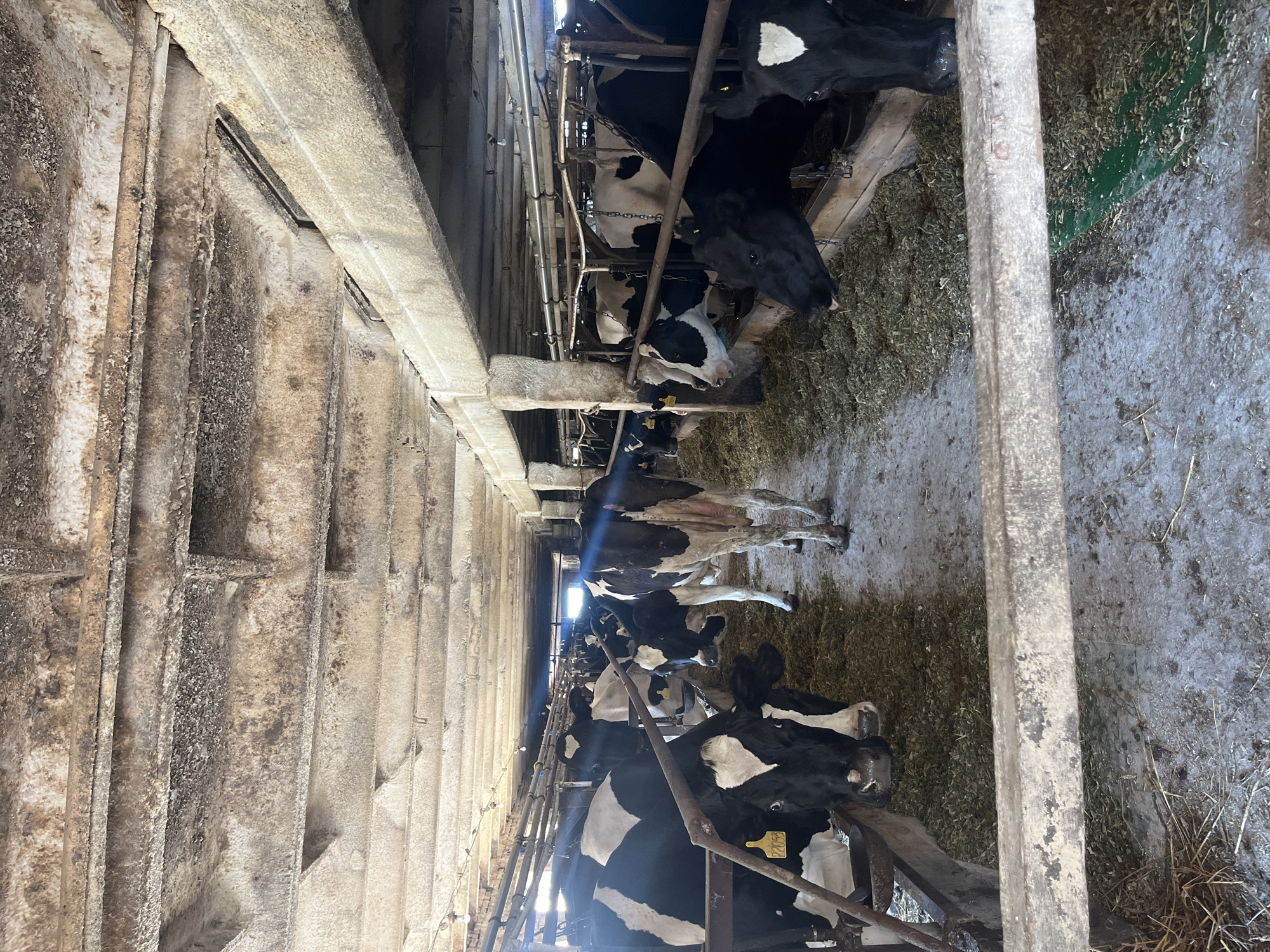 The image depicts a row of Holstein cows inside a barn. The cows are black and white, and most are facing towards the viewer or to the side. They appear to be standing in stalls, with some eating from a trough of hay. The barn interior is rustic, with concrete walls, wooden beams, and metal railings. There are visible signs of wear and tear on the structures, suggesting an agricultural setting. The lighting appears to be natural, coming from an opening at the end of the barn, suggesting it might be daytime. One cow has a yellow tag on its ear with the number "2205". The overall scene conveys a typical working farm environment. The location context is Laprakasy, Russia.