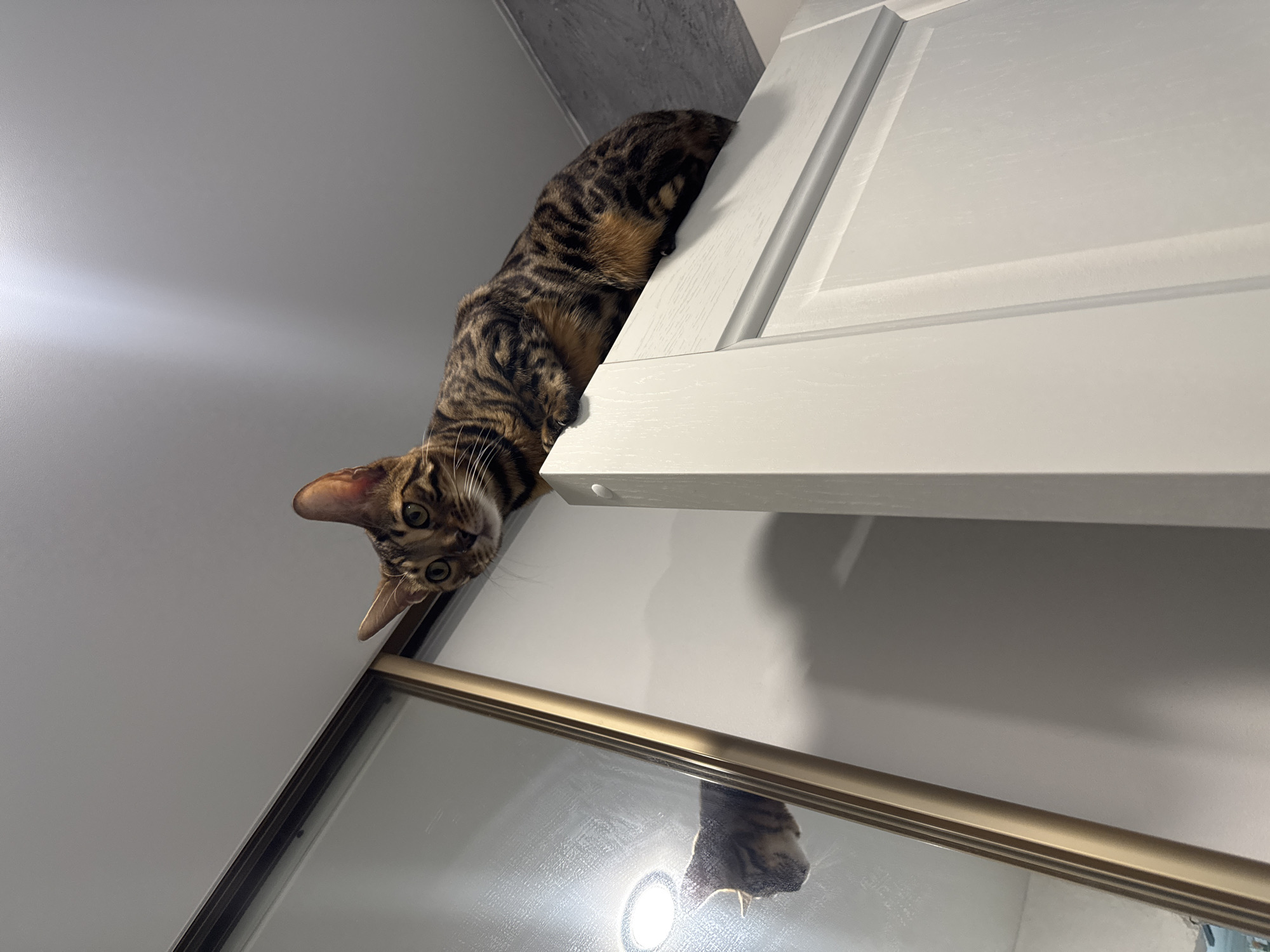 A tabby cat is perched on top of a white cabinet, looking down at the camera. The bottom of the cabinet is reflected in a framed mirror below. The walls are painted white. The location is in an unknown city.