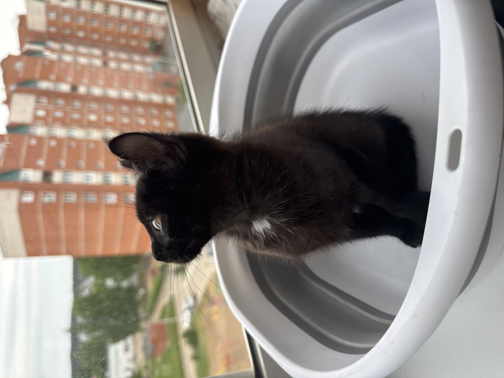 A black kitten with a small white patch on its chest is the central subject, positioned inside a white and grey collapsible basin or tub. The kitten is looking intently out of a window to its left. Its bright eyes are focused on the outside view.
Through the window, a multi-story brick apartment building dominates the background. The building features numerous windows and several horizontal balconies or architectural features. Below the distant building, trees and other foliage are visible, suggesting an urban or suburban environment. The natural light indicates it is daytime. The weather appears clear, with no signs of rain or heavy clouds.
The kitten's posture is alert and curious, with its head slightly tilted as it gazes outwards. The basin it sits in has a ridged grey interior and a smooth white outer rim with a handle-like slot on the right side. The image is taken from a slightly elevated angle, looking down at the kitten and out the window. There is no visible text in the image. The setting is indoors, likely on an upper floor of a building in Chaikovsky, Russia, given the location context.