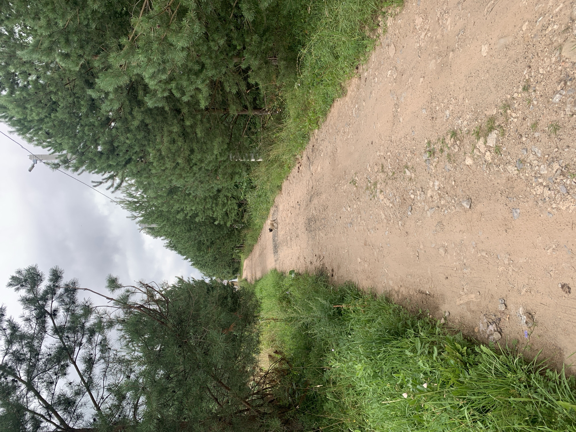 The image shows a dirt road in a rural area, lined with pine trees on both sides. The road is sandy and uneven, with some gravel and scattered rocks. The vegetation consists of tall green grass and some smaller plants. In the distance, a small house or building can be seen peeking through the trees. A small tan-colored dog is visible on the road, walking away from the camera. The sky is overcast with gray clouds. The scene appears to be in Sergeevo, Russia, given the context of the prompt.