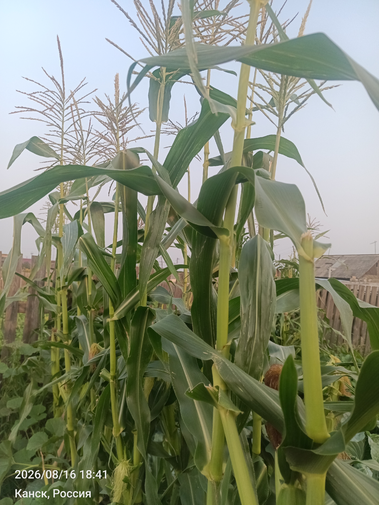 A low-angle, outdoor, medium shot shows a close-up of green corn stalks with long, broad leaves. The stalks are tall and stand in a row, with some appearing to be in the foreground and others receding into the background. The tassels of the corn plants are visible at the top of some stalks, against a pale, hazy sky. In the lower left corner of the image, a timestamp and location are superimposed: "2026/08/16 18:41" and "Kansk, Russia." Beyond the corn stalks, a weathered wooden fence is visible, and behind it, simple, rural buildings with tiled roofs can be seen. The overall impression is of a cultivated field or garden in a rural setting.