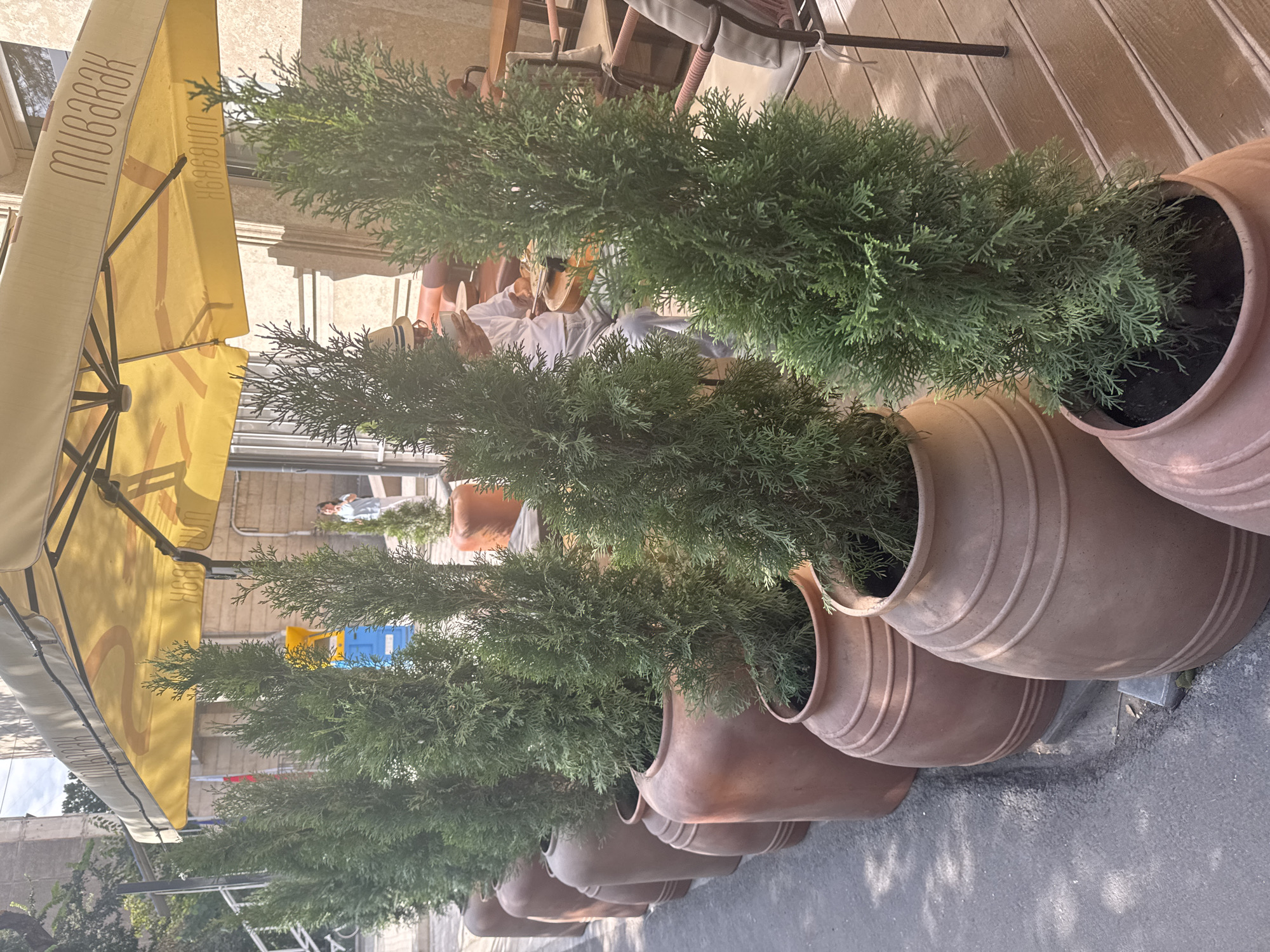 The image captures an outdoor seating area of a cafe or restaurant, possibly located in Bishkek City, Kyrgyzstan. In the foreground, a line of large, terracotta planters holds coniferous trees, creating a green barrier along what appears to be a sidewalk or street. The planters are varied in size and shape, with some featuring ribbed detailing.
Behind the trees, a yellow awning stretches overhead, bearing the word "MUBARAK" in a stylized font. Beneath the awning, several tables and chairs are visible, suggesting a place for patrons to dine or relax. A man wearing a straw hat and white shirt is seated at one of the tables, holding what appears to be a phone or small device. Further in the background, a woman in a light-colored top and pants is standing near a blue and yellow structure, possibly a trash receptacle or information kiosk. The overall environment suggests a pleasant, sunlit day.