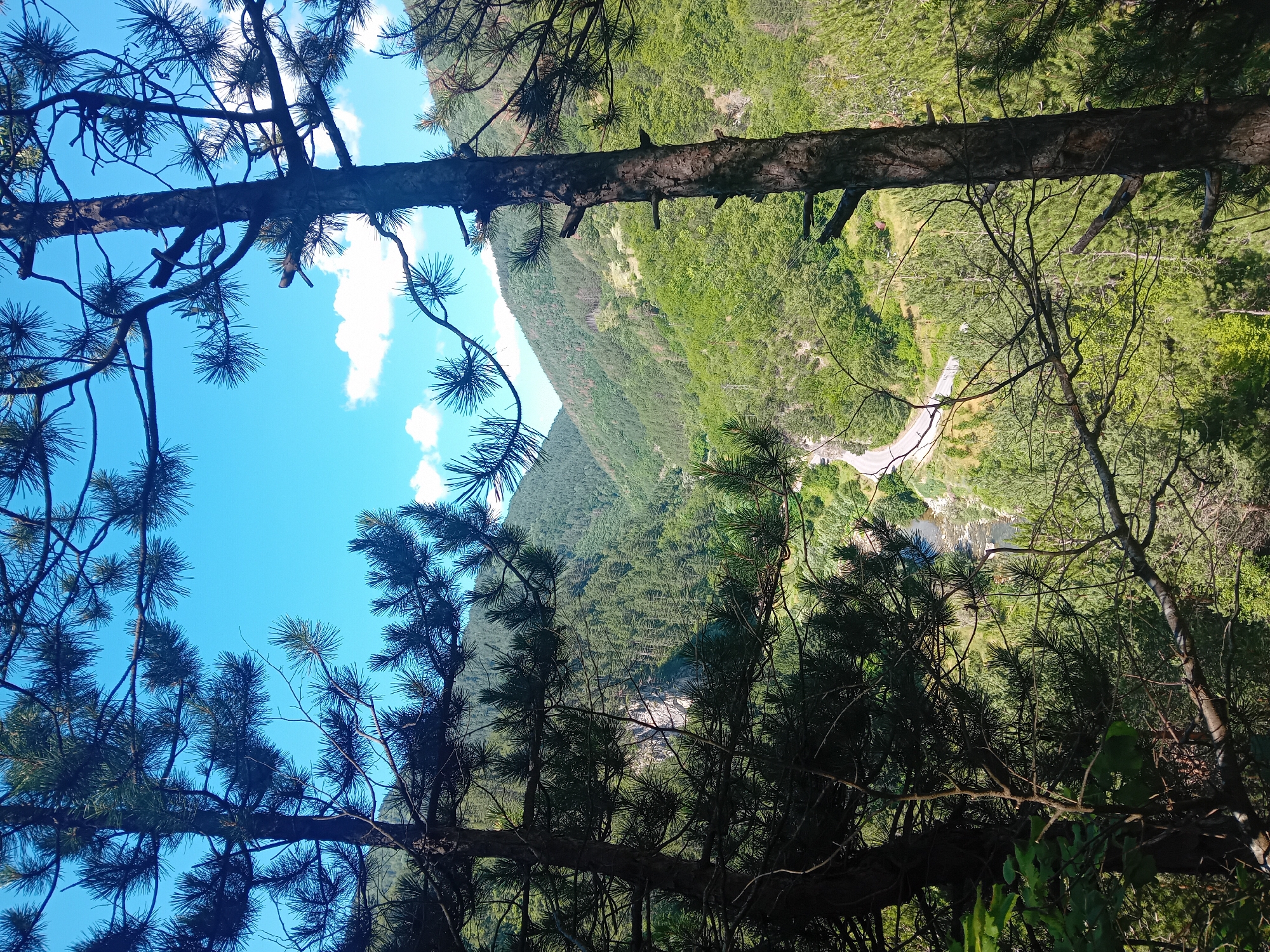 This image depicts a scenic view of a lush green mountainous landscape with a winding road and a river visible in the valley below. The foreground is dominated by the branches and trunks of pine trees, framing the distant scenery. The sky is a clear blue with a few scattered white clouds. The location is identified as Grohotno, Bulgaria. There are no people or animals present in the image. The environment is natural and appears to be a rural or wilderness area.