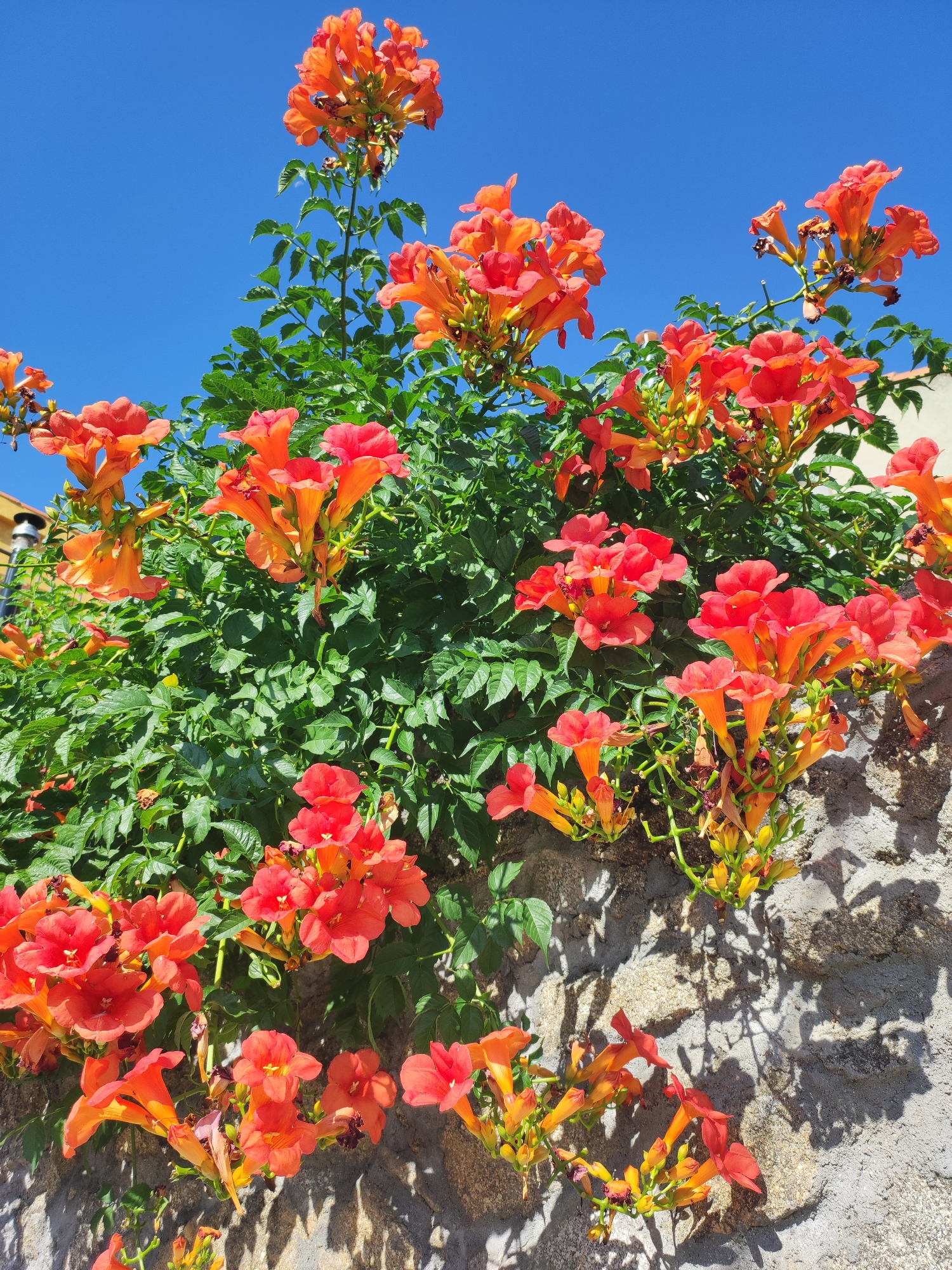 In Ledrada, Spain, a vibrant display of orange trumpet vine flowers cascades over a weathered stone wall under a clear blue sky. The trumpet-shaped flowers, clustered in abundance, showcase a gradient of color from deep orange to lighter shades, with some hints of red. Lush green foliage provides a verdant backdrop for the blossoms. The textured stone wall, with its rough-hewn stones, suggests an outdoor setting, possibly a garden or a historic building. Sunlight casts dappled shadows of the leaves and flowers onto the wall, adding depth and dimension to the scene. There are no people or animals visible in the image.