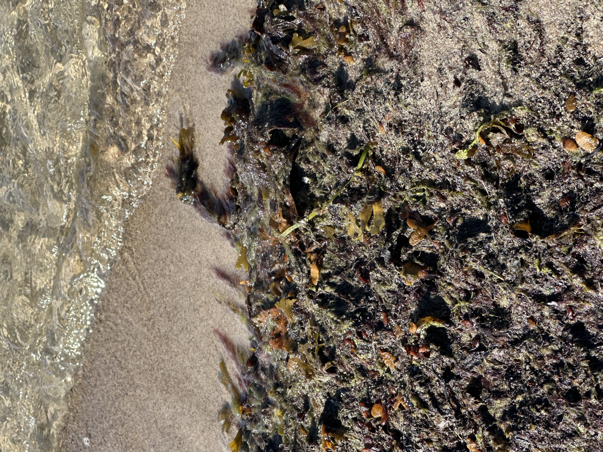 The image shows a close-up, high-angle view of a sandy shore at Meremõisa, Estonia. The foreground is densely covered with wet, dark brown and green seaweed, with some scattered orange and brown pieces. The sand beneath the seaweed is visible in patches, glistening with moisture. The middle ground features a transition zone where thinner strands of seaweed and some reddish-purple algae lie on the wet sand, with the edge of a clear, shallow body of water lapping at the shore. The water surface is rippled and reflects sunlight, creating bright highlights. The background consists of this reflective water. There are no people or animals visible in the image. The scene depicts a natural coastal environment.