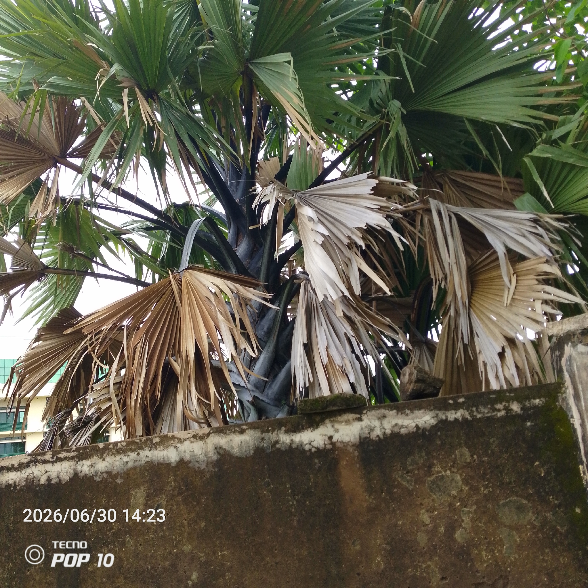 The media file depicts a close-up view of a palm tree with both green, living fronds and dry, brown fronds. The trunk of the palm tree is dark and textured. In the foreground, a weathered, concrete surface is visible, with a rough texture and patches of white and green moss. In the background, partially obscured by the palm fronds, is a building with a light-colored facade and visible windows, suggesting an urban or semi-urban setting.
The image captures a moment in time, indicated by the visible text overlay: "2026/06/30 14:23". This timestamp suggests the photo was taken on June 30, 2026, at 2:23 PM. Below the date and time, there is a logo and text that reads "TECNO POP 10", identifying the device used to capture the image.
The lighting suggests it is daytime, likely afternoon, with the bright sky visible through the palm fronds. The presence of both green and dry fronds might indicate a natural cycle of growth and decay for the palm tree. The concrete structure could be part of a wall or building. The location context of Jalingo, Nigeria, places the scene within this specific geographical region. No people are visible in the image, and the overall mood is natural and observational, focusing on the details of the palm tree and its surroundings.