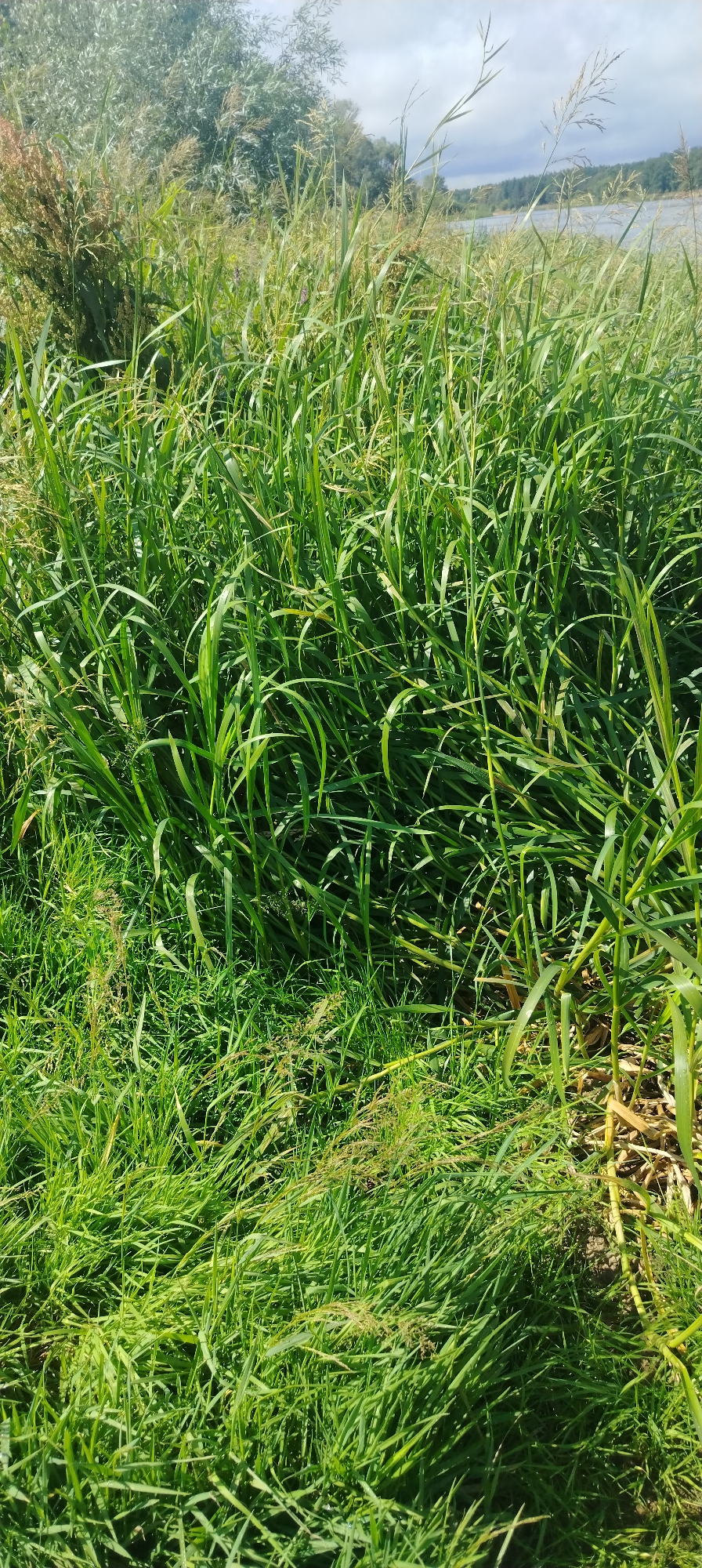 The image shows a close-up view of dense, tall green grass in an outdoor environment. Some of the grass stalks have seed heads, which are a lighter brown or tan color. The lighting suggests it is daytime, with sunlight casting shadows and highlighting the texture of the grass. In the background, slightly out of focus, are trees and a body of water, possibly a river or lake, under a partly cloudy sky. The scene appears to be a natural or semi-natural landscape, likely on the outskirts of a city or in a rural area. There are no people or animals visible in the image. The location is identified as Svietlahorsk, Belarus.