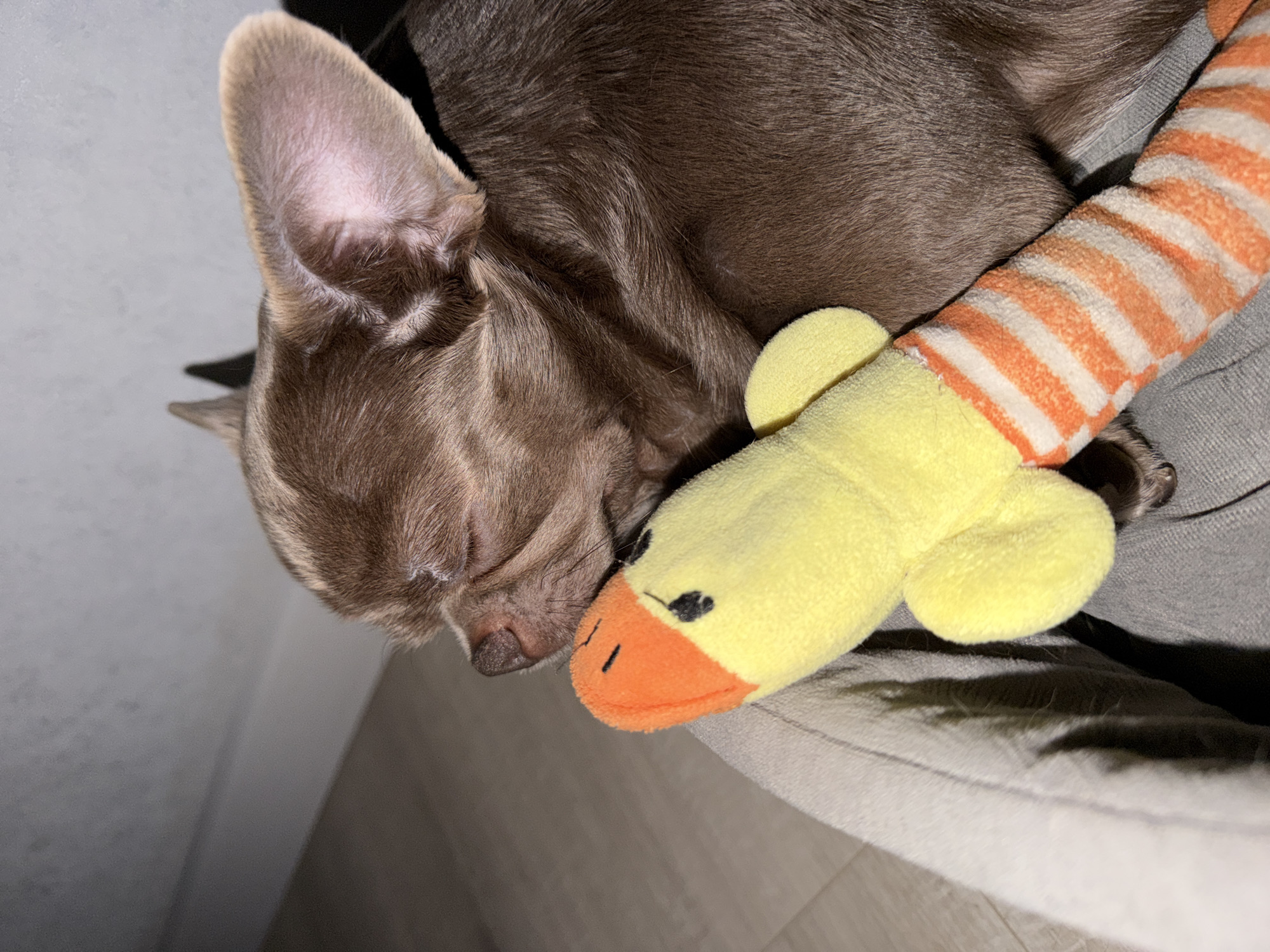 A brown Chihuahua sleeps next to a yellow plush toy duck with an orange beak and a striped orange and white stuffed toy. The dog and the toys are on a gray surface, likely a bed or a dog bed. The location is not identifiable as Votkinsk, Russia.