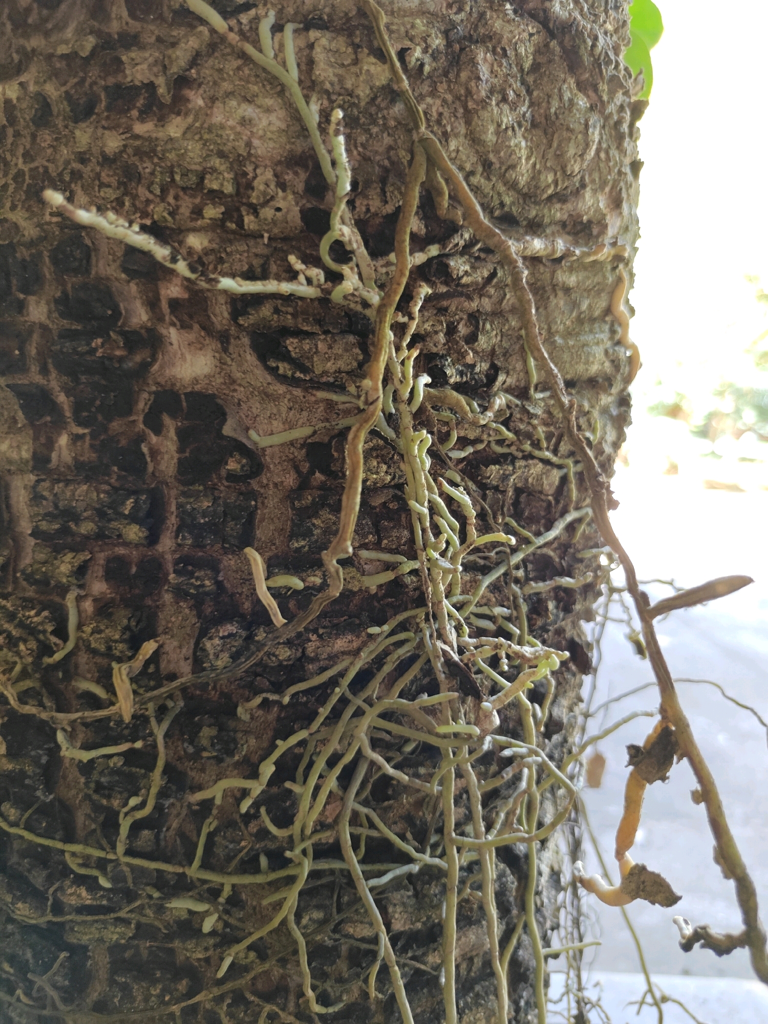 The image displays the rough, textured bark of a tree trunk in Mu Si, Thailand, with numerous aerial roots clinging to its surface. These roots are thin, pale green to brown, and branch out extensively, creating a dense network. Some roots have small, whitish tips, possibly indicating new growth or velamen. The background is out of focus, showing a bright, hazy area that could be sunlight filtering through foliage or an open space. The overall impression is one of a plant adapted to an arboreal environment, common in tropical regions like Mu Si. There are no people or specific actions depicted.
