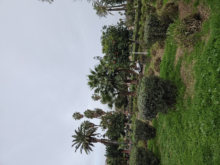A vibrant park scene features lush green grass and diverse vegetation. Palm trees of varying sizes dot the landscape, alongside other trees bearing orange fruit. Manicured bushes add structure to the space. In the background, benches and street lamps suggest a public area intended for relaxation. The cloudy sky indicates an overcast day.