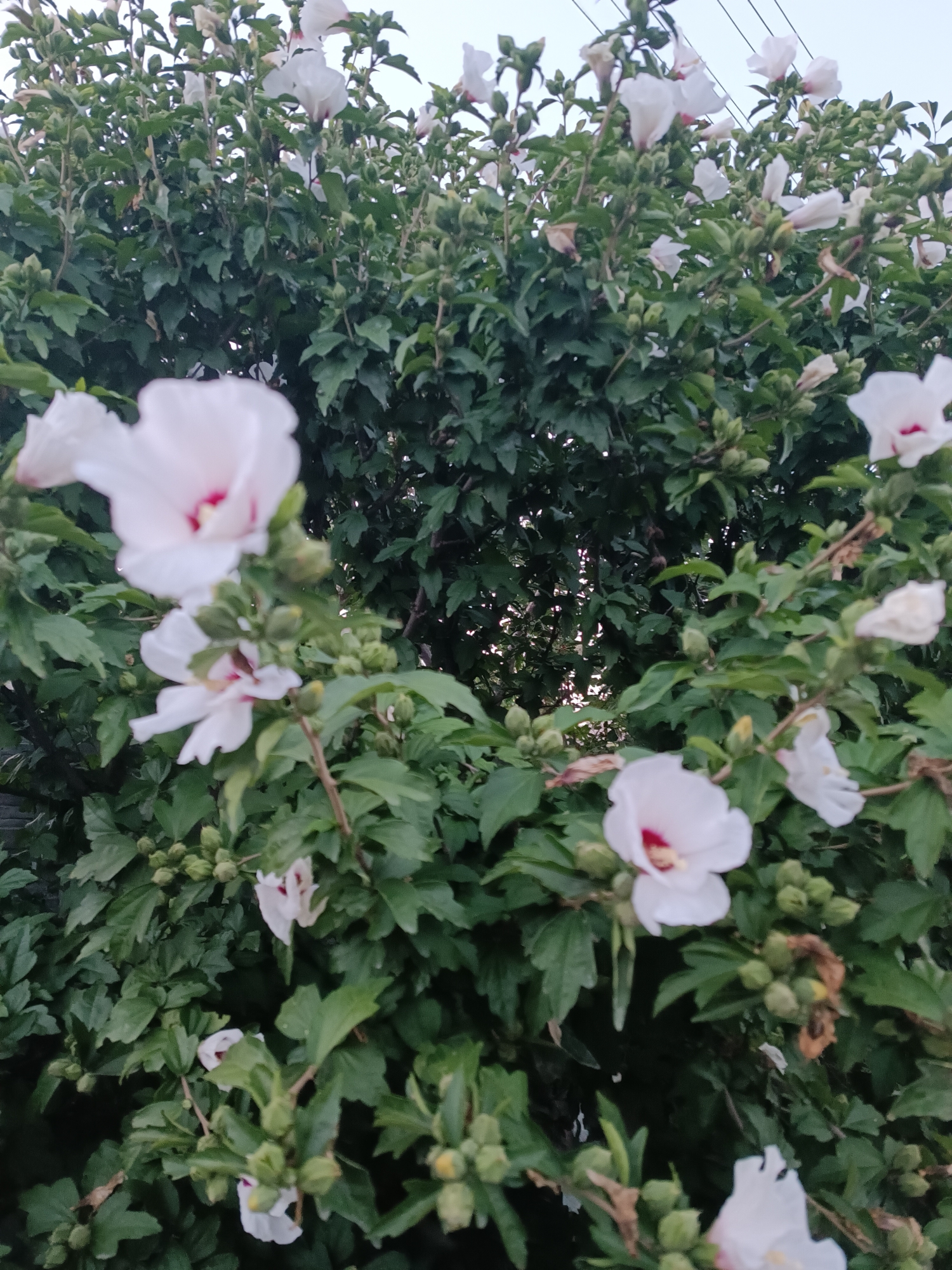 This is a close-up, eye-level, outdoor shot of a flowering bush, likely a Rose of Sharon (Hibiscus syriacus), with multiple white and pinkish-red blossoms and green leaves. Several closed buds are visible amongst the foliage. The background is a dense canopy of leaves and a hint of overhead wires against a pale sky. The image appears to be taken in a residential or park setting within the city of Zaporizhzhia, Ukraine. There are no people or animals visible in the frame. The lighting suggests it may be late afternoon or early morning.