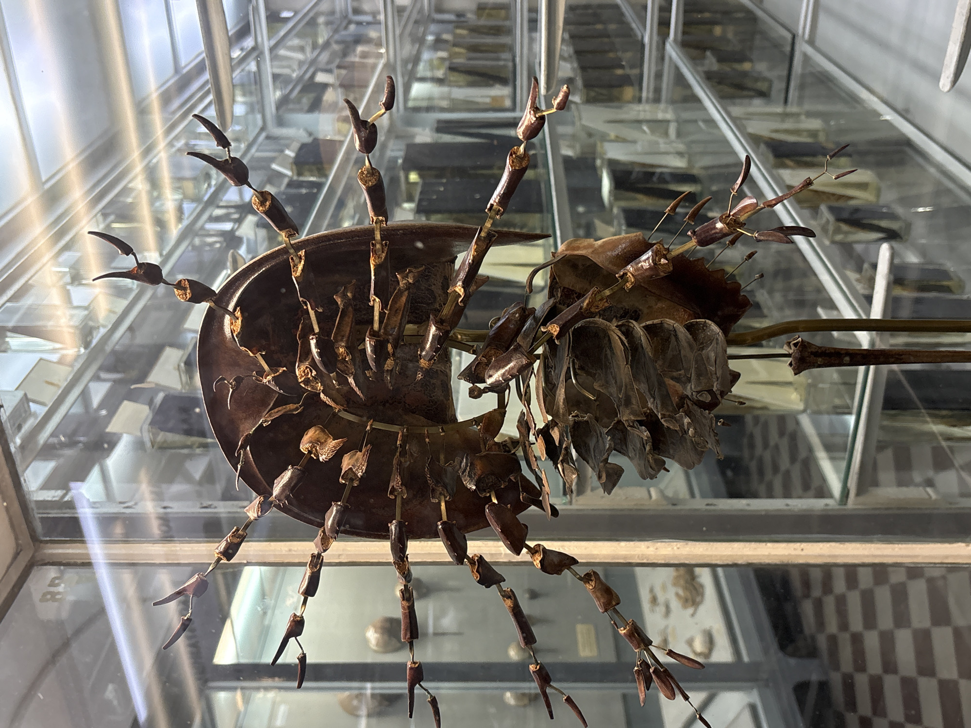 The image displays a preserved specimen, likely an insect or arthropod, presented in a glass display case. The specimen is mounted on a metal rod, with its segmented legs and body clearly visible. The exoskeleton appears to be a dark brown color, with individual segments highlighted by metallic connectors. The specimen is positioned centrally within the frame.
The display case itself is made of glass and metal framing, with multiple shelves visible inside, each containing various specimens in jars or on mounts. The background reveals a museum-like environment, with other display cases and what appears to be a checkered tiled floor visible through the glass. The lighting suggests an indoor setting, possibly a museum or natural history exhibit.
While the image is of a specimen, the context of the surrounding environment strongly suggests it is located within the Saint Petersburg Zoological Museum, an institution known for its extensive collections of preserved animals and insects.