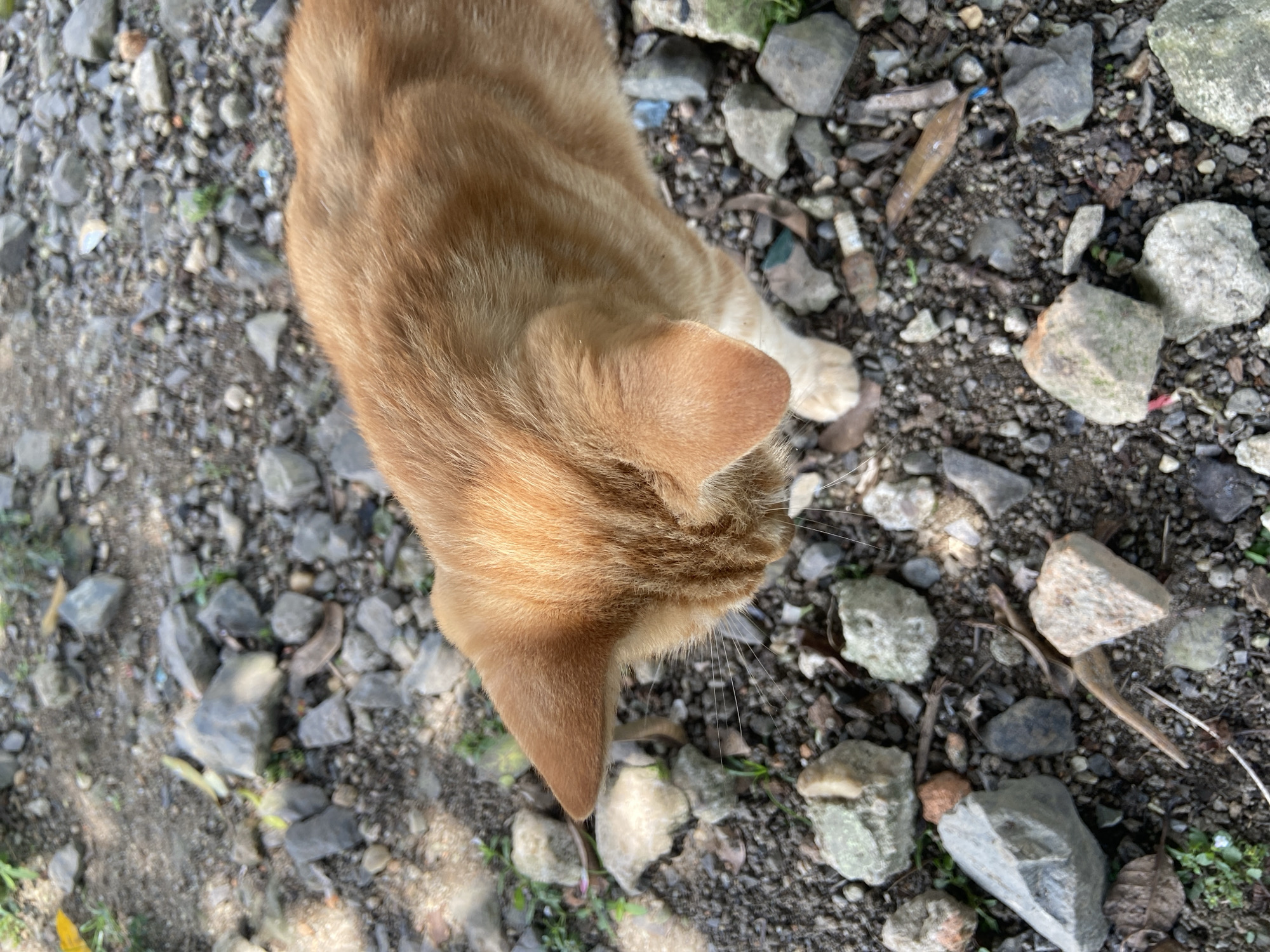 An orange tabby cat is shown from a high angle, looking down at the ground. The cat's fur is a vibrant orange with faint tabby markings. Its head and upper back are visible, with one ear pointed upwards and the other slightly forward. The cat's white paws are also visible. The ground beneath the cat is covered with a mixture of dirt, small gray and brown rocks, and some dried leaves. There are also a few small green plants growing amongst the rocks. The scene appears to be outdoors, possibly in a garden or pathway, with dappled sunlight suggesting the presence of trees or other overhead foliage. The environment is natural and somewhat unkempt.