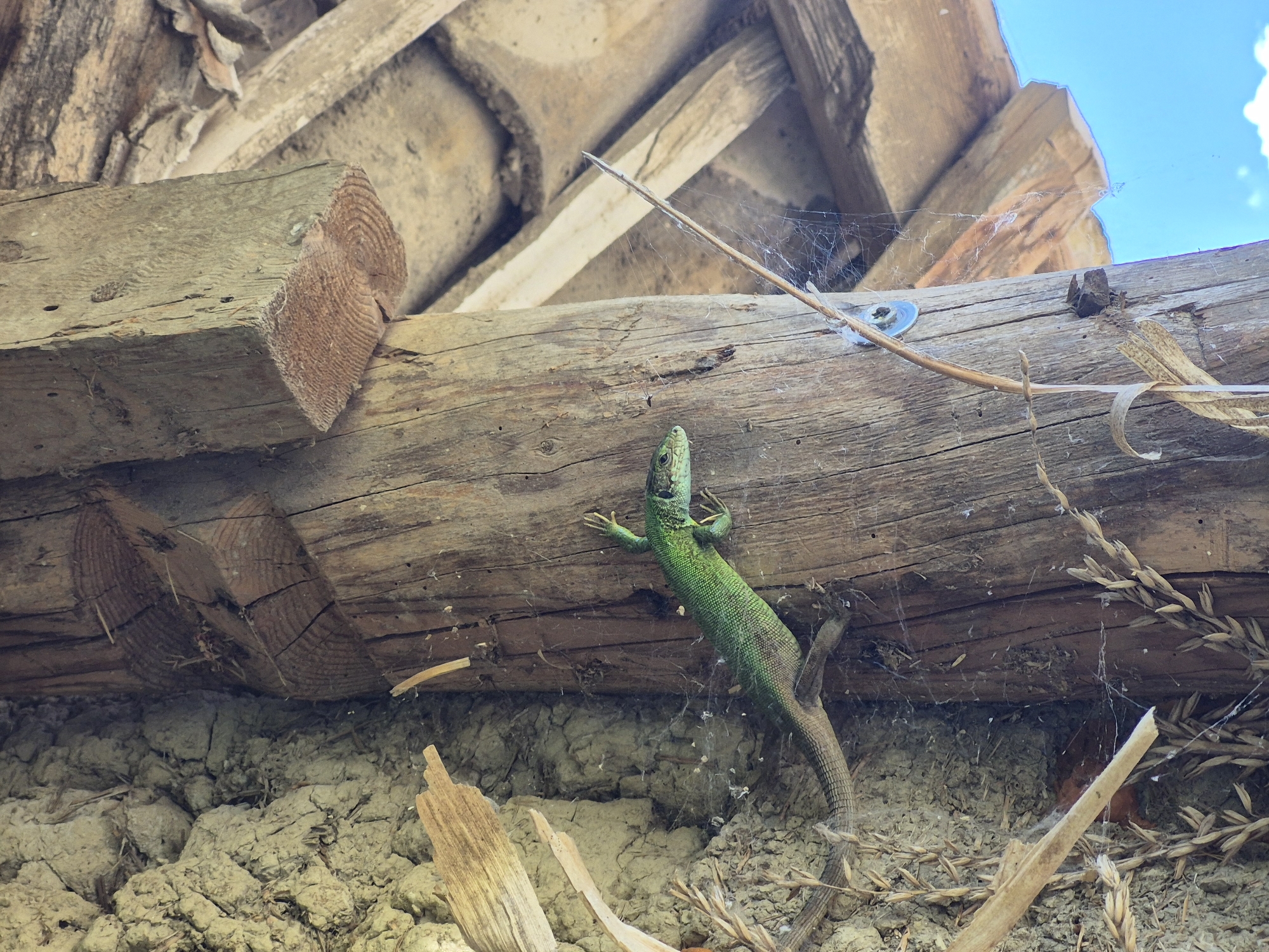 A green lizard is perched on a rough wooden post in Sadina, Bulgaria. The lizard is oriented diagonally, with its head facing right, and its body curves slightly. Its scales are visible, and its claws grip the textured wood. The post is weathered and shows signs of age, with visible grain and small cracks. Behind the lizard, the post is surrounded by a rough, earthy wall, possibly made of clay and straw. The background reveals a wooden roof structure with intersecting beams and a bright blue sky peeking through. Fine strands of cobweb are visible clinging to the post and a thin reed-like plant.