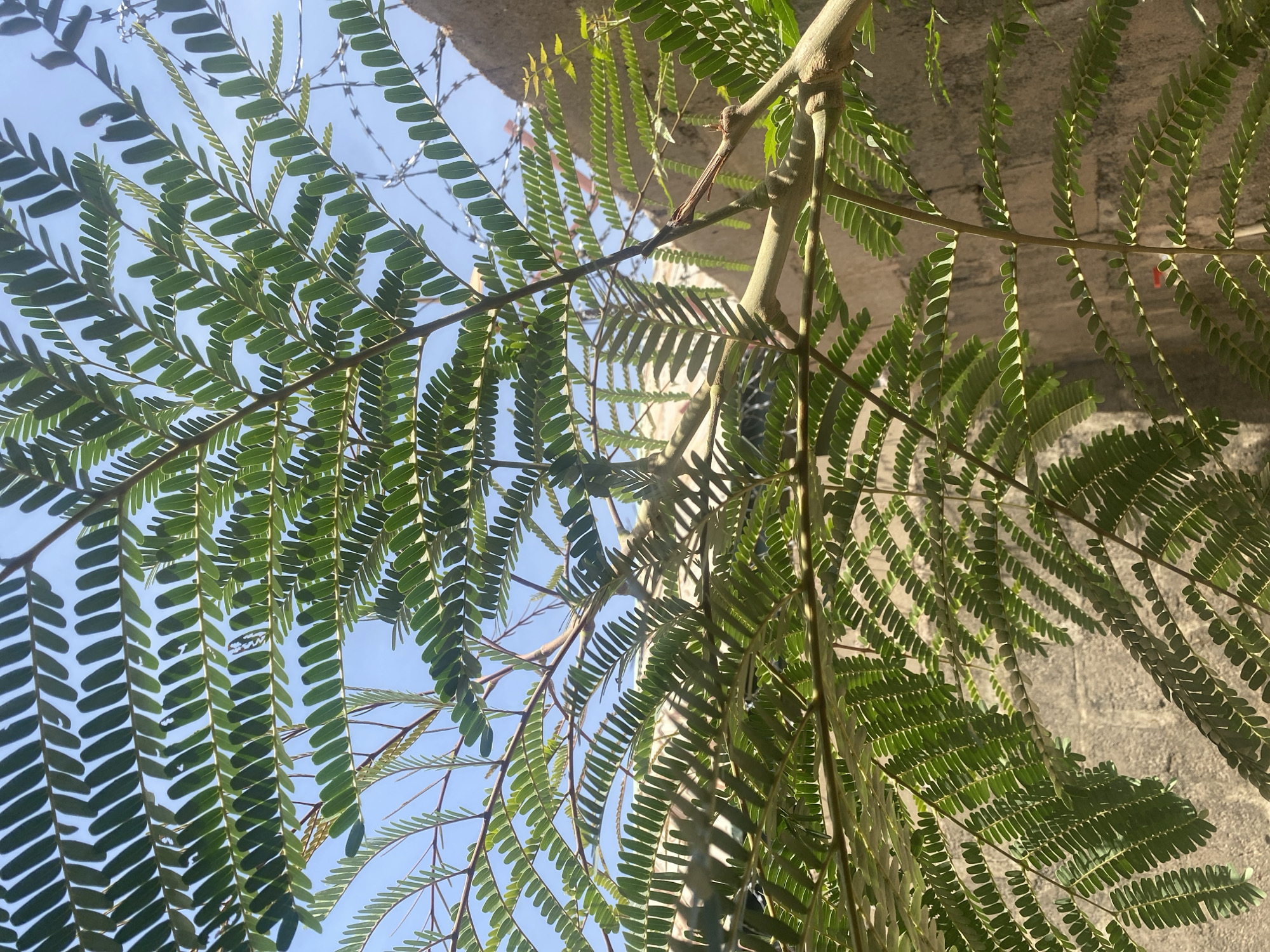 The image displays an outdoor scene in Rido, Nigeria, primarily focused on the dense green foliage of a tree against a clear blue sky. The tree's numerous small, compound green leaves on slender branches occupy the majority of the frame, exhibiting varying degrees of illumination and shadow from strong overhead sunlight. In the upper right portion, a coil of metallic razor wire is visible, extending horizontally against the sky and above a light-colored, textured wall. This wall, appearing to be constructed of concrete or masonry, spans the right and lower background, showing both sunlit and shaded areas. No individuals or active subjects are present. The environment suggests bright daytime conditions.