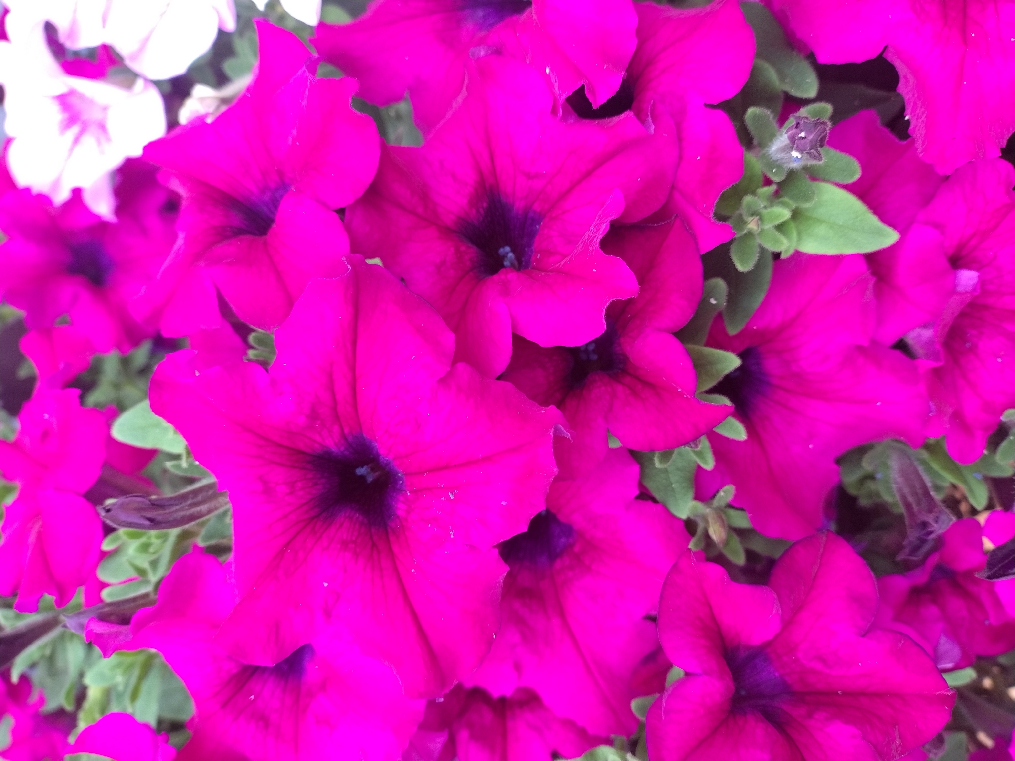 The image is a close-up, overhead view of a cluster of vibrant pink petunias. The flowers are in full bloom, with their trumpet-shaped petals and dark centers dominating the frame. Some of the flowers are in sharp focus, while others are blurred, creating a sense of depth. Green leaves and stems are visible between the flowers, adding a contrast to the bright pink. There are no people or man-made objects clearly visible in the image, and the setting appears to be a garden or park. The image does not provide any specific information that would allow for the identification of a location within Prague, Czechia.