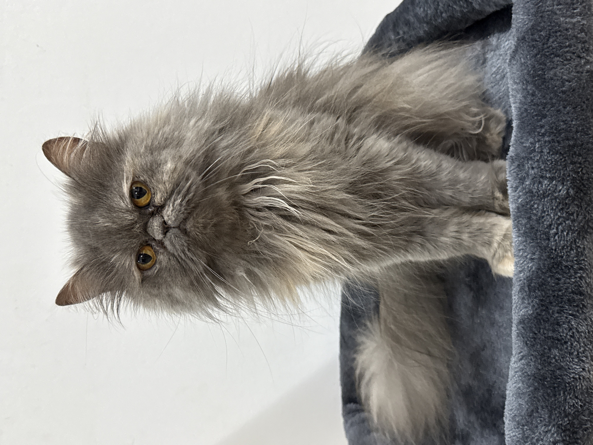 A grey, long-haired cat with amber eyes is positioned to the left of the image. It is partially situated within or beside a dark grey, soft-textured object, possibly a cat bed or tower. The background is a plain white wall. The image appears to be taken indoors under bright lighting. The cat seems to be looking directly at the camera. No people are visible. The location in the city of Burgas, Bulgaria, cannot be determined from the image alone.