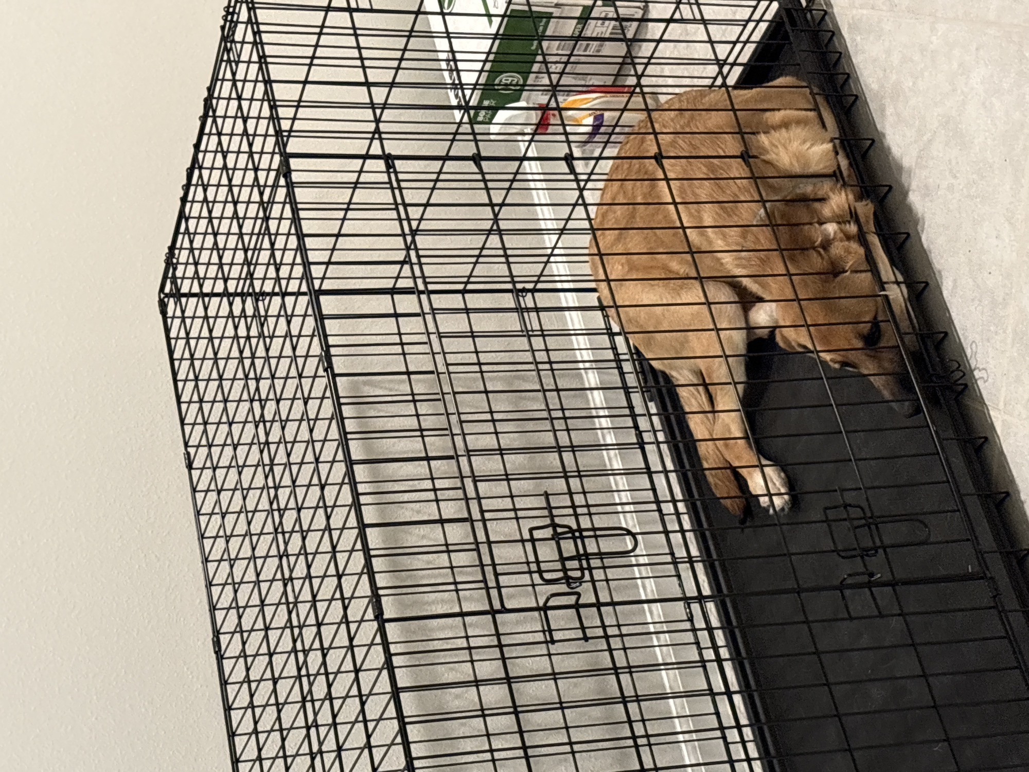 A tan dog is lying inside a black wire dog crate. The dog is curled up, with its head tucked in and its body partially visible through the crate bars. It appears to be sleeping or resting. In the background, out of focus, are what appear to be some boxes or bags. The crate is placed on a black plastic tray, which is on a floor that looks like concrete or a similar textured surface. The lighting suggests it is likely indoors, possibly in a home or a pet facility. The image is taken from a slightly elevated angle, looking down into the crate. There is no discernible time of day or weather information, nor any explicit emotional cues beyond the dog's relaxed posture. No visible text is clearly legible. The location is identified as Parrish, United States, but this context does not appear to be directly evident from the visual elements of the image itself.