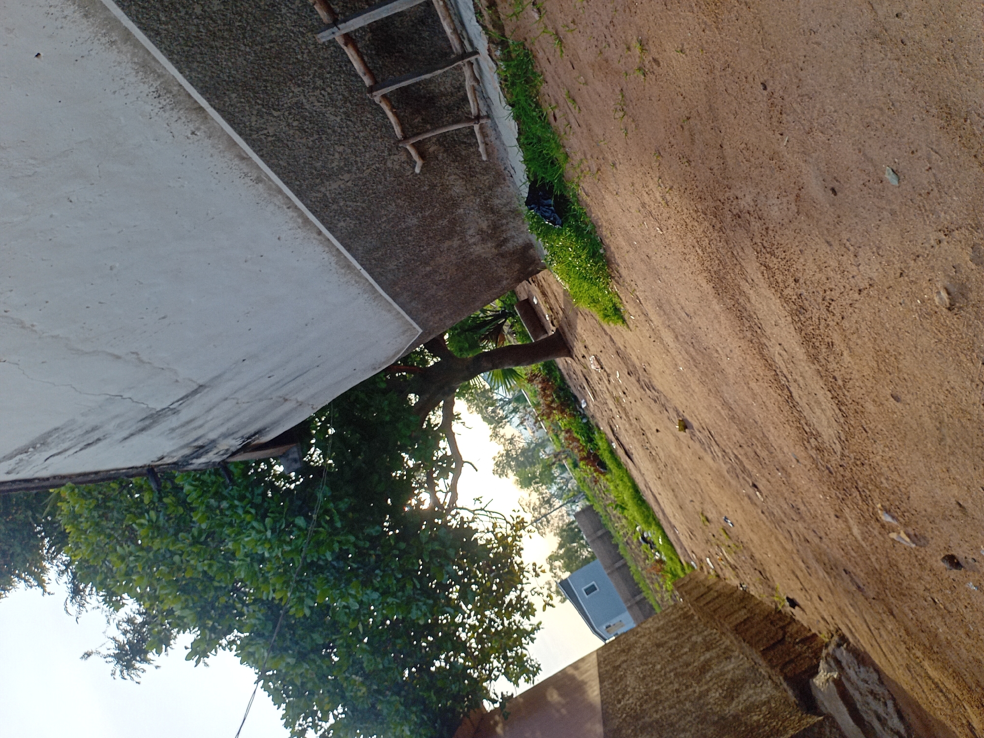 The image depicts an outdoor scene on a sunny day, with the ground covered in reddish-brown dirt, possibly a pathway or unpaved area. To the left, a portion of a building's textured wall is visible, with a section of a different structure in the foreground. A large tree with dense green foliage dominates the left side of the frame, its branches casting dappled shadows. Behind the tree, a modern-looking building with a blue-grey exterior and a white roof is visible in the distance, suggesting a residential area. The middle ground features overgrown grass and some scattered debris, including a black plastic bag. A wooden structure, resembling a rustic ladder or frame, is propped against the textured wall on the right. The sky is bright with the sun, which is partially obscured by the tree. The overall impression is of a slightly unkempt outdoor space near a building.