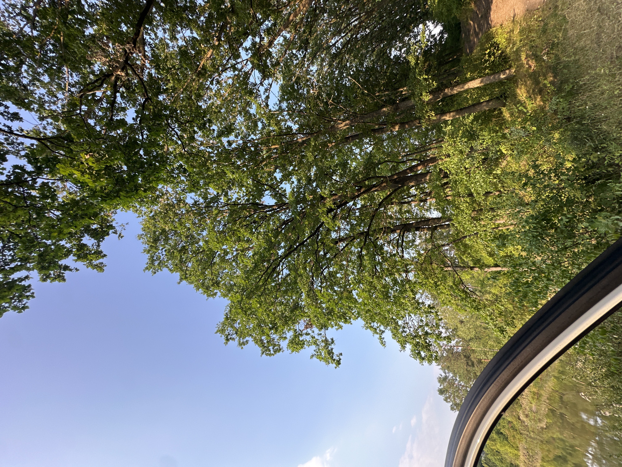 The image depicts a view from within a vehicle looking out at a wooded area. In the foreground, the curved edge of a car door or window frame is visible, with its black and white trim. To the left, a body of water reflects the sky and surrounding trees. The dominant feature of the scene is a dense forest with tall deciduous trees and lush green undergrowth, illuminated by sunlight. A dirt path winds through the trees on the right side of the image. The sky is clear and blue with a few wispy clouds. The overall setting suggests a natural landscape, possibly on the outskirts of the city of Makiv, Ukraine. There are no people or animals visible in the frame.